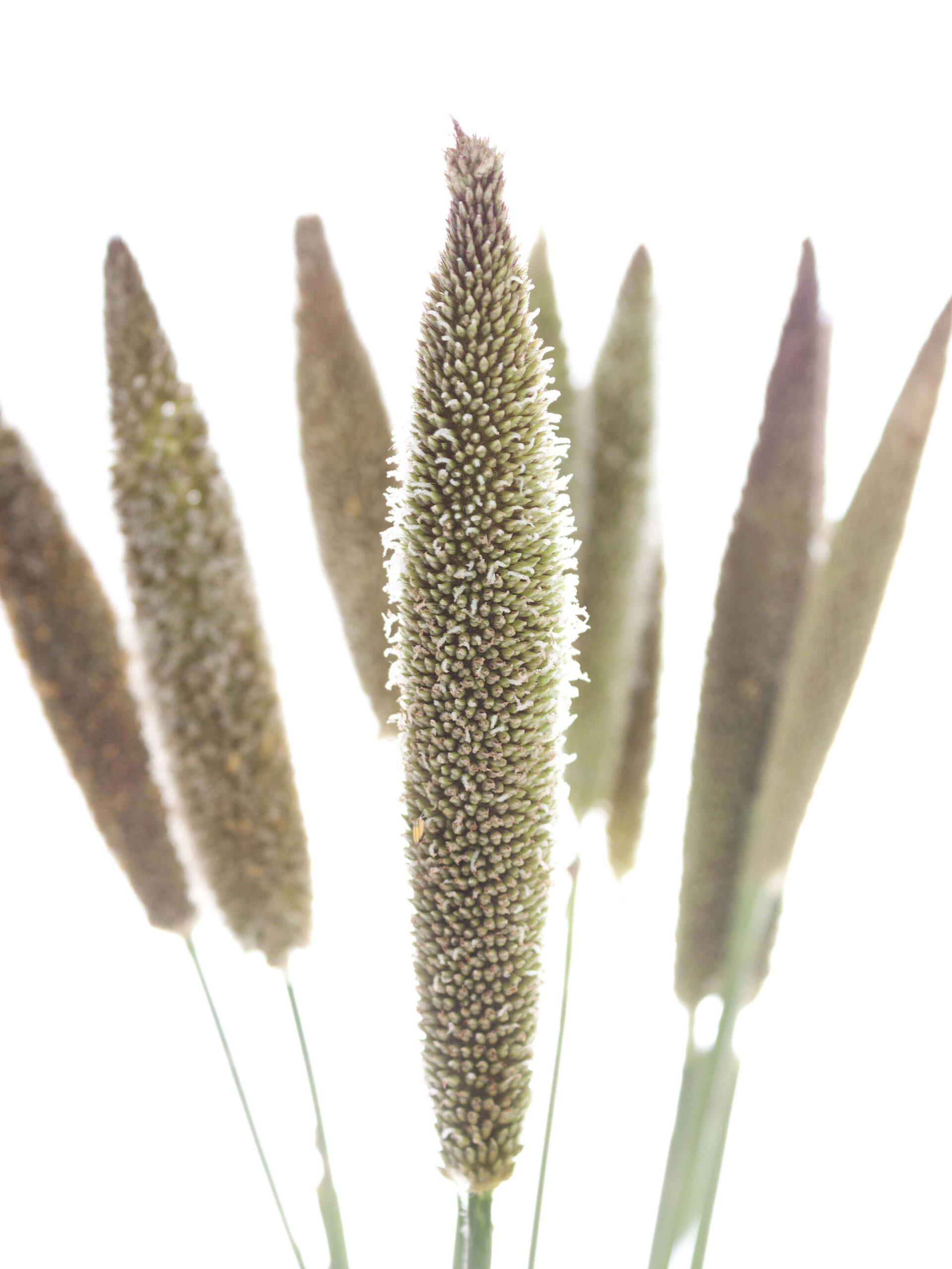 Pennisetum - Lampenputzergräser