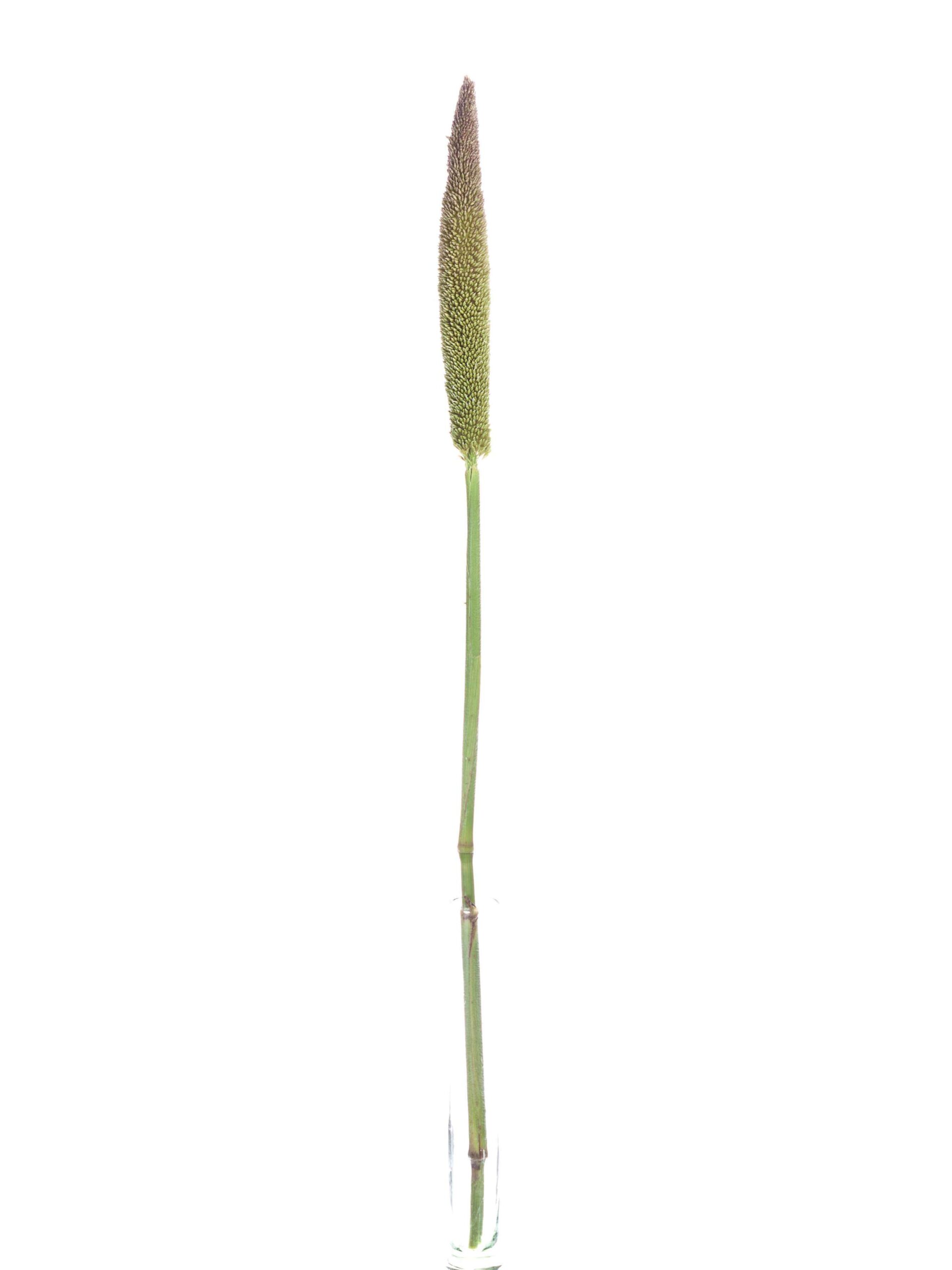 Pennisetum -Lampenputzergräser (3)