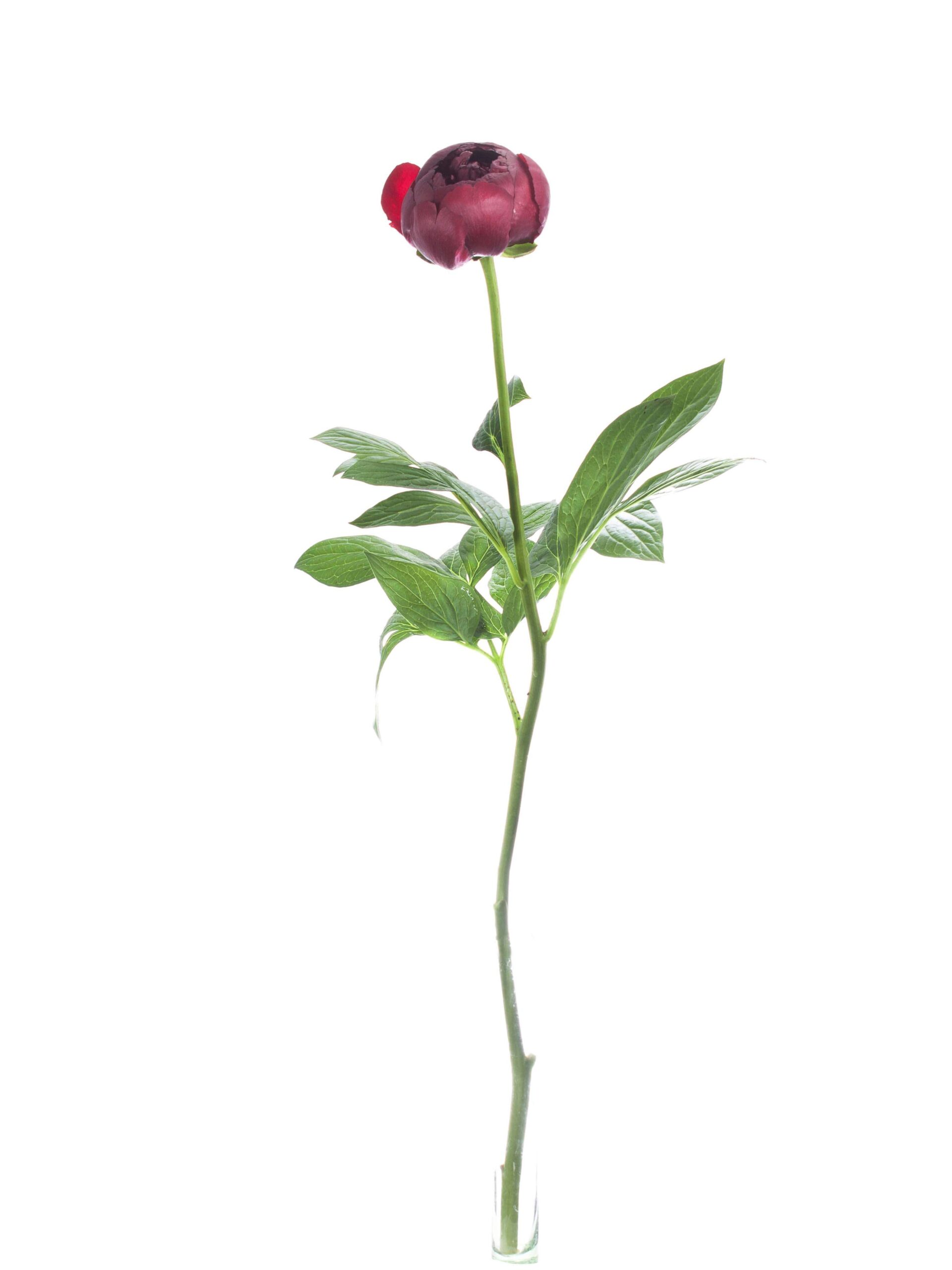 Pfingstrose Buckeye Belle rot