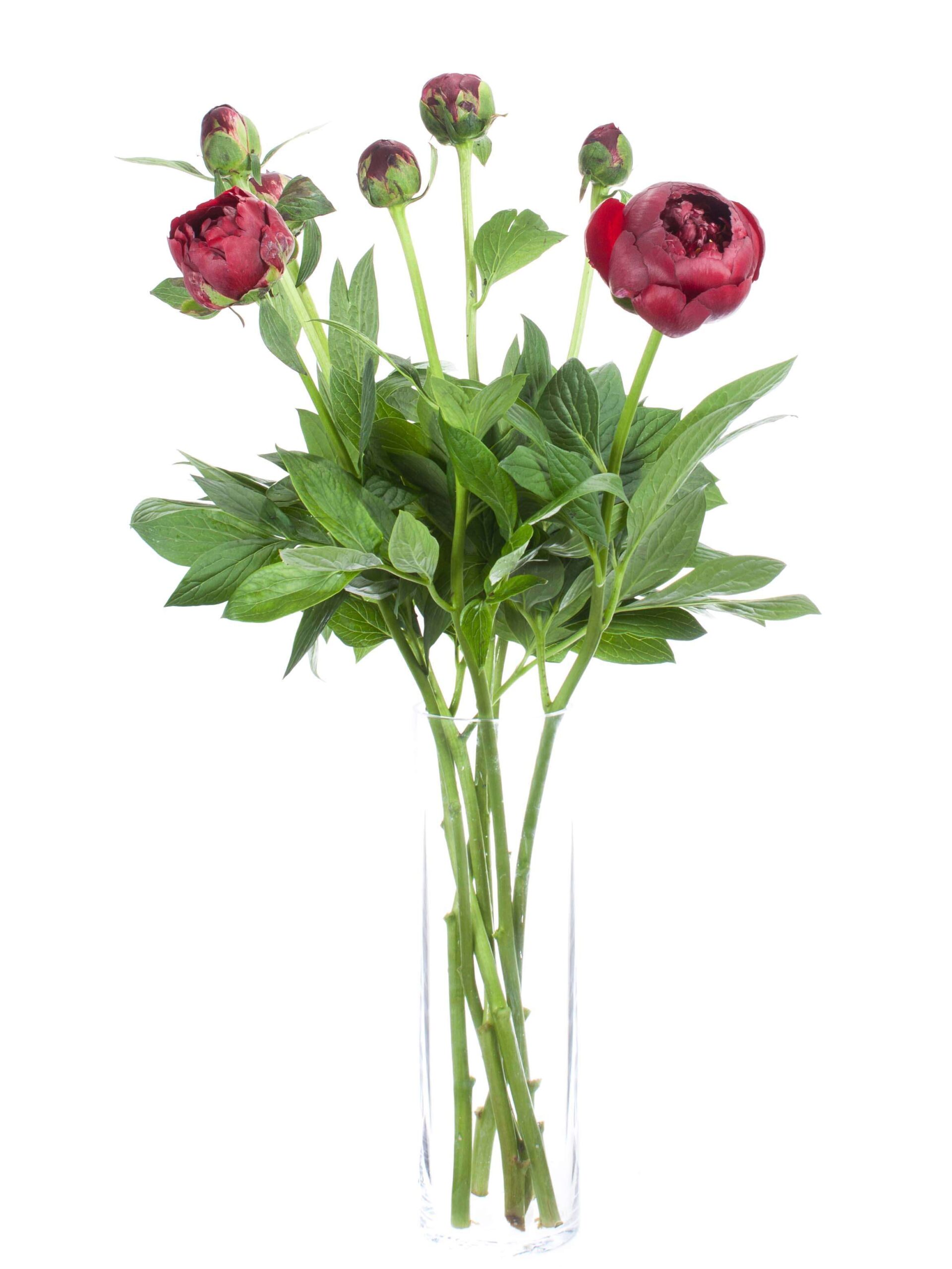 Pfingstrose Buckeye Belle rot