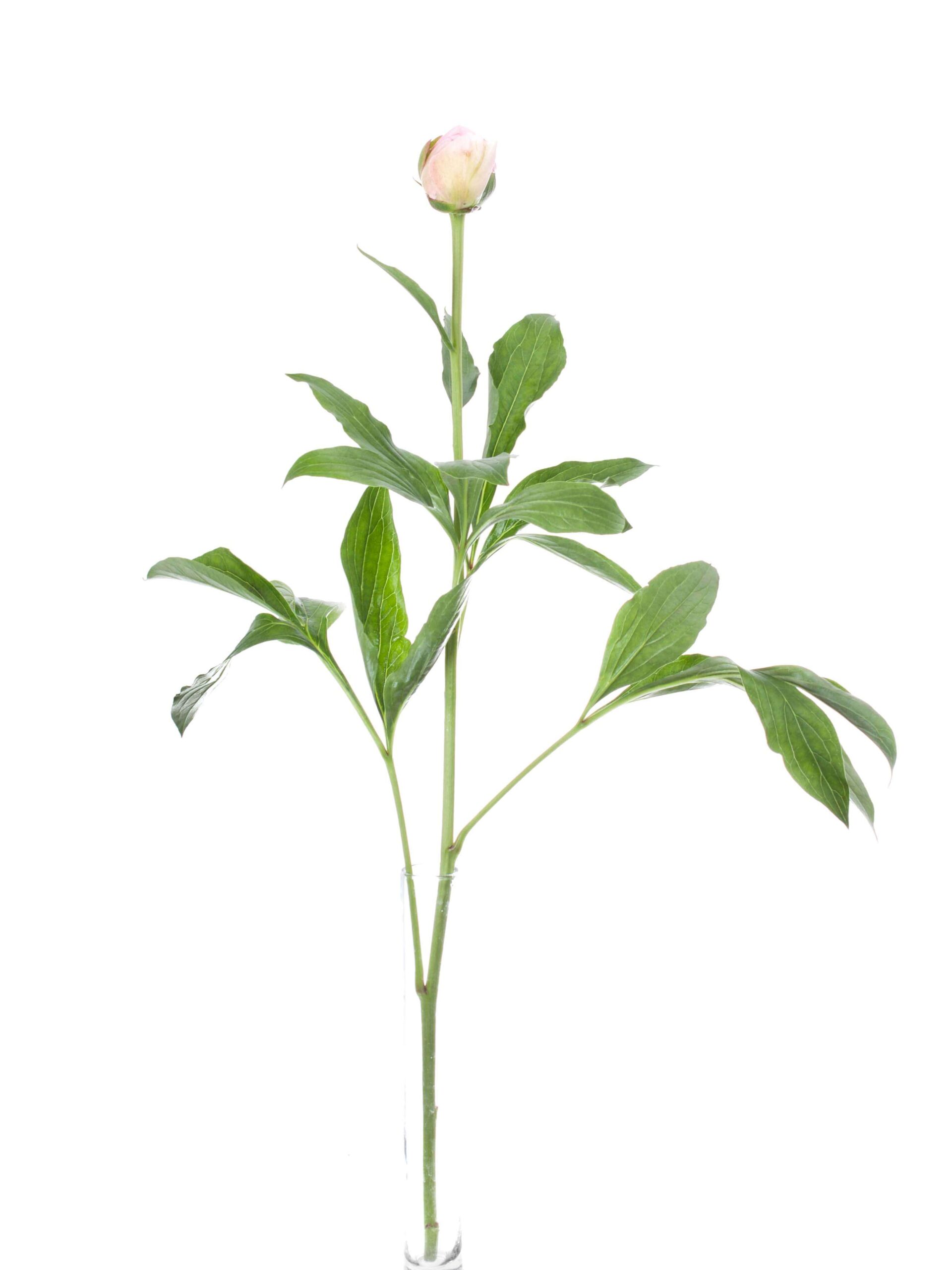 Pfingstrosen Alertie rosa