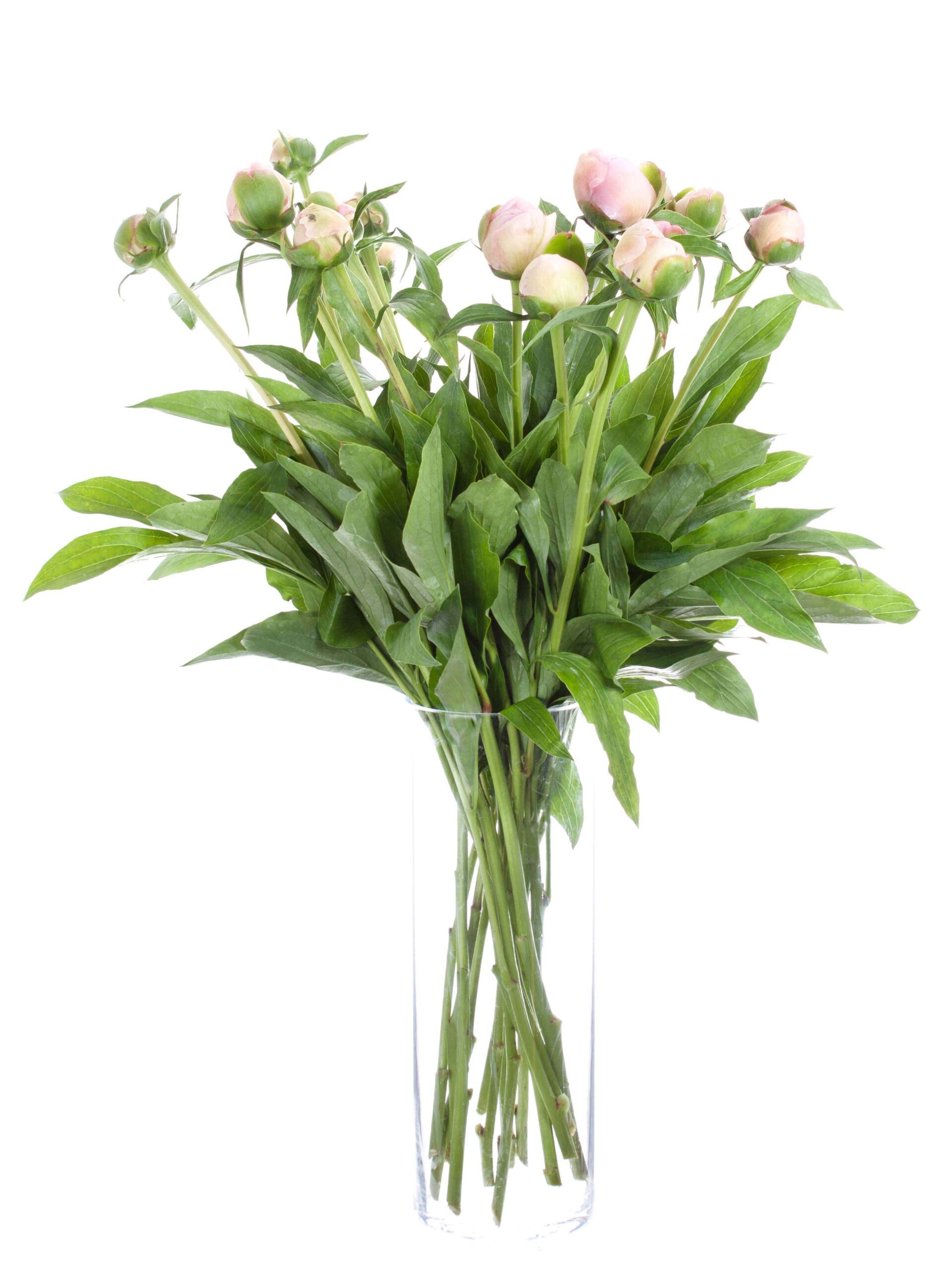 Pfingstrosen Alertie rosa