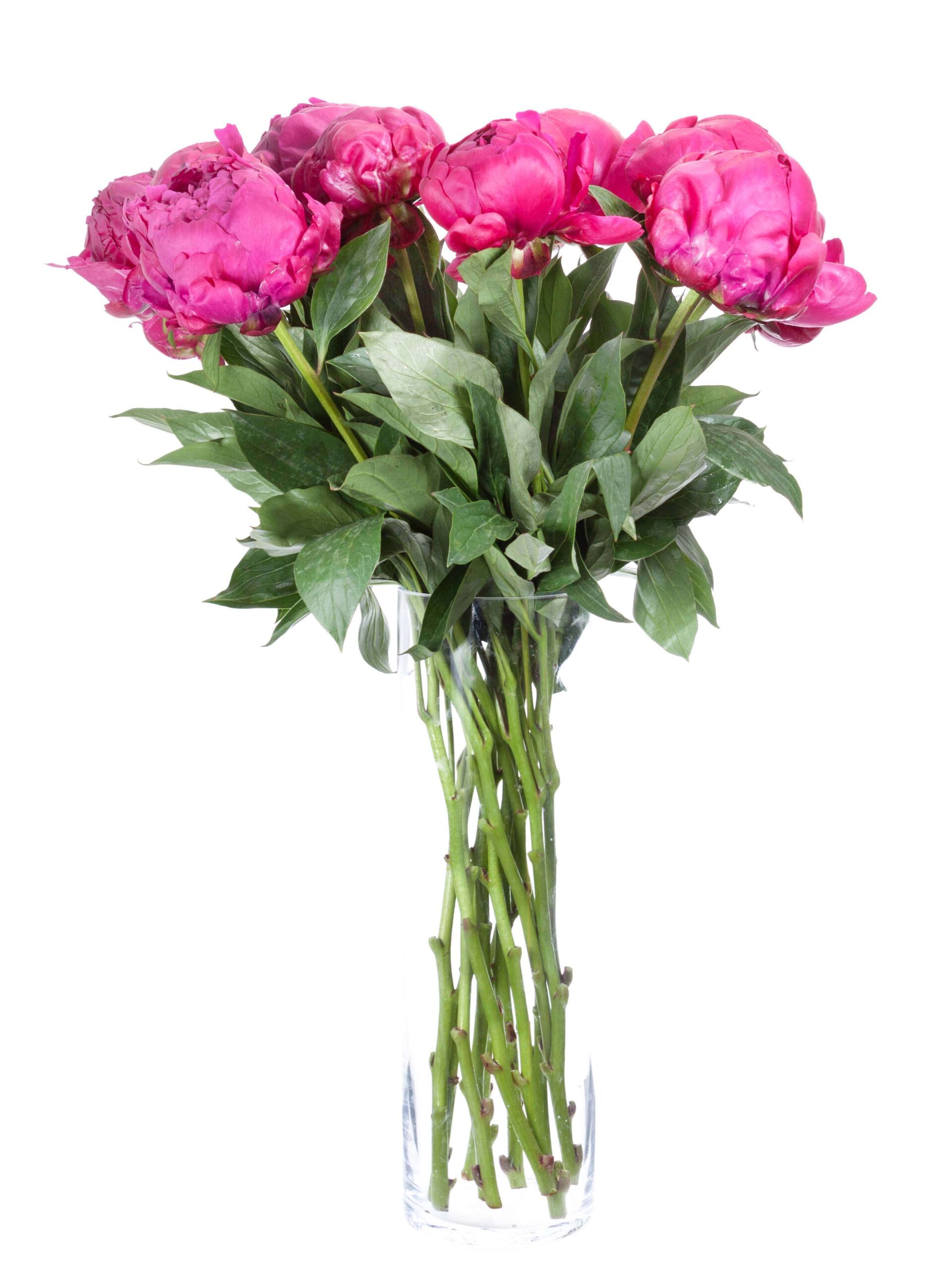 Pfingstrosen Avis Varner pink