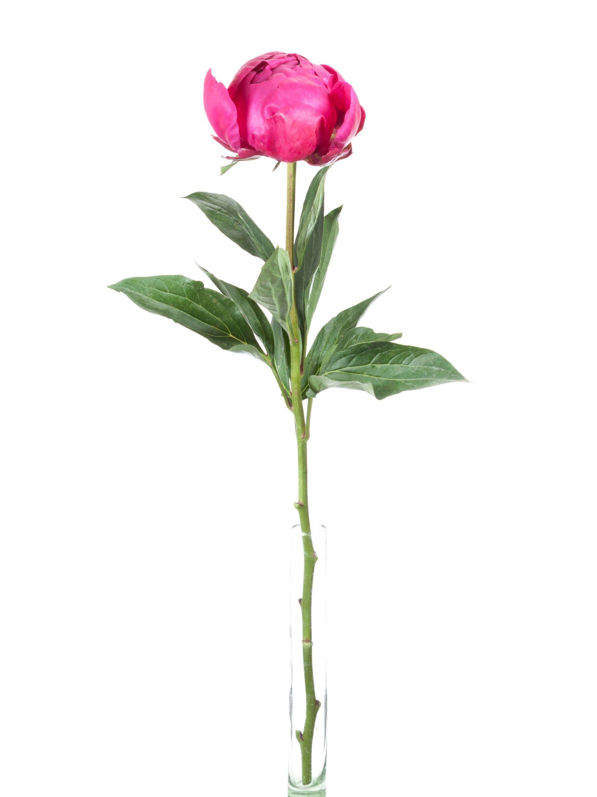 Pfingstrosen Avis Varner pink