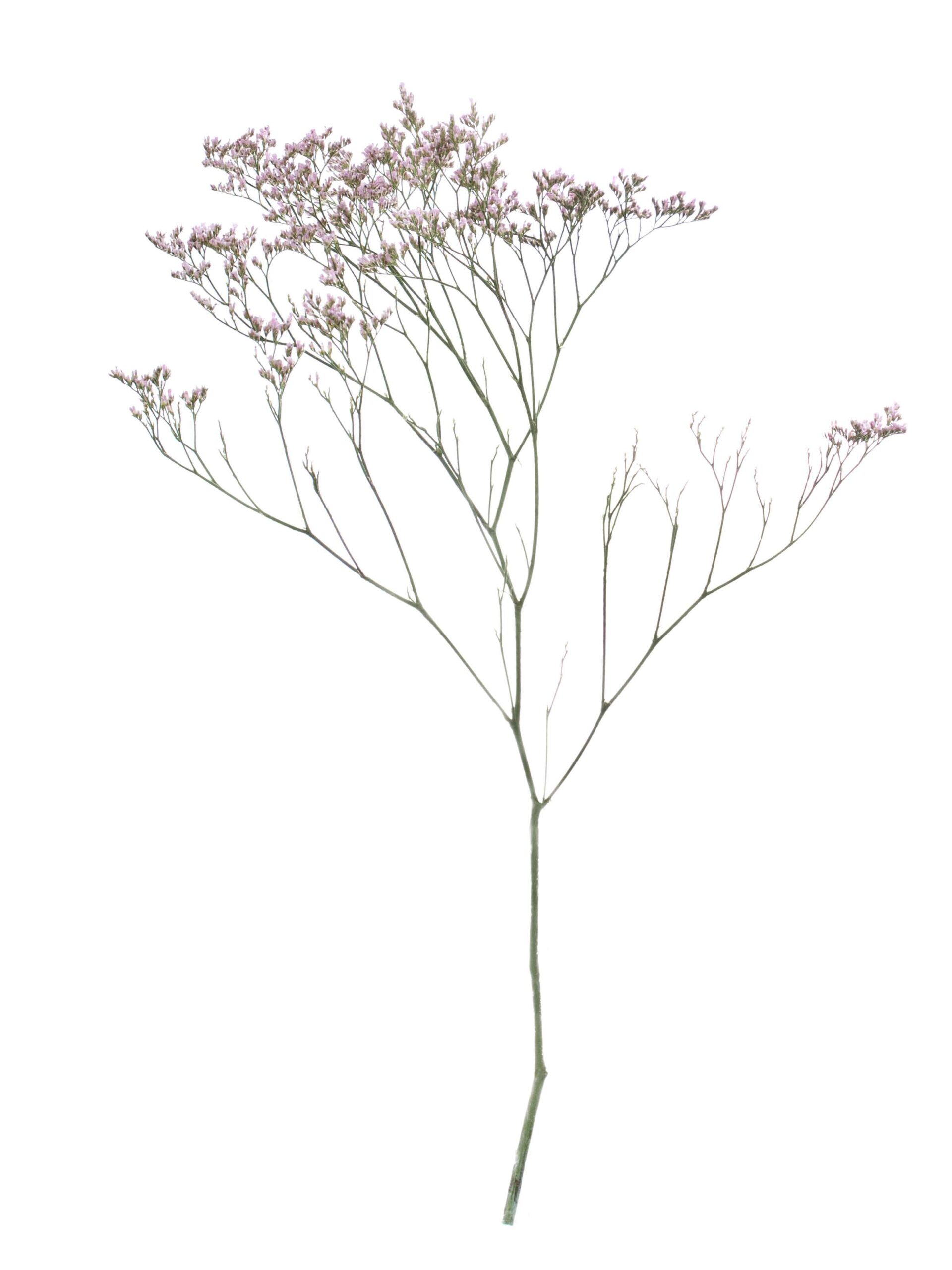 Strandflieder - Statize Pink Emile rose