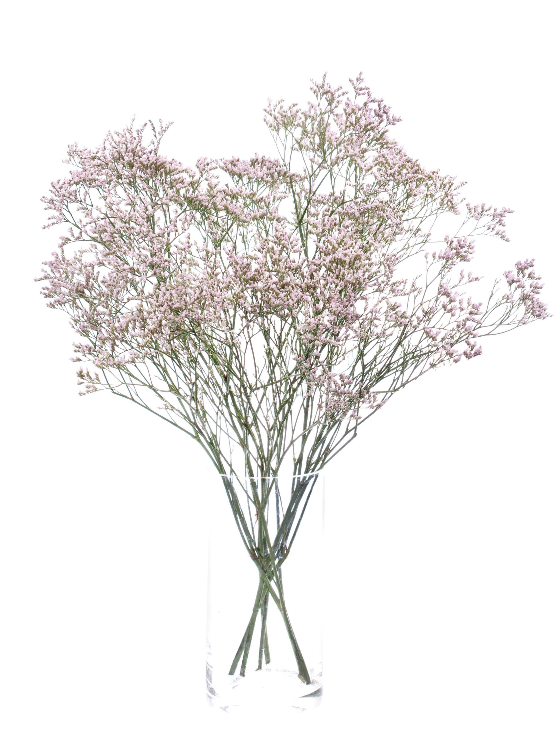 Strandflieder - Statize Pink Emile rose