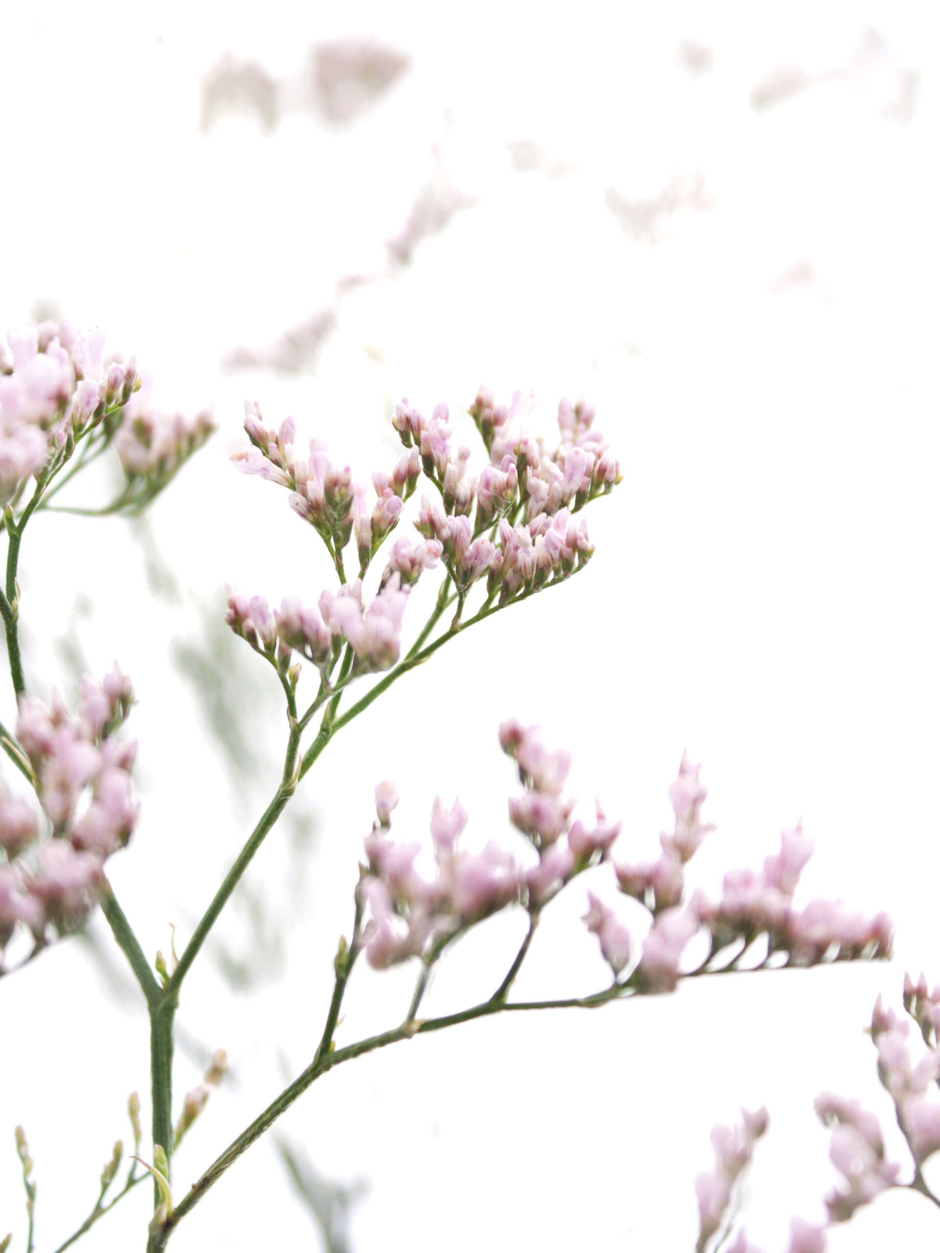 Strandflieder - Limonium Statize "Pink Emile" rosa