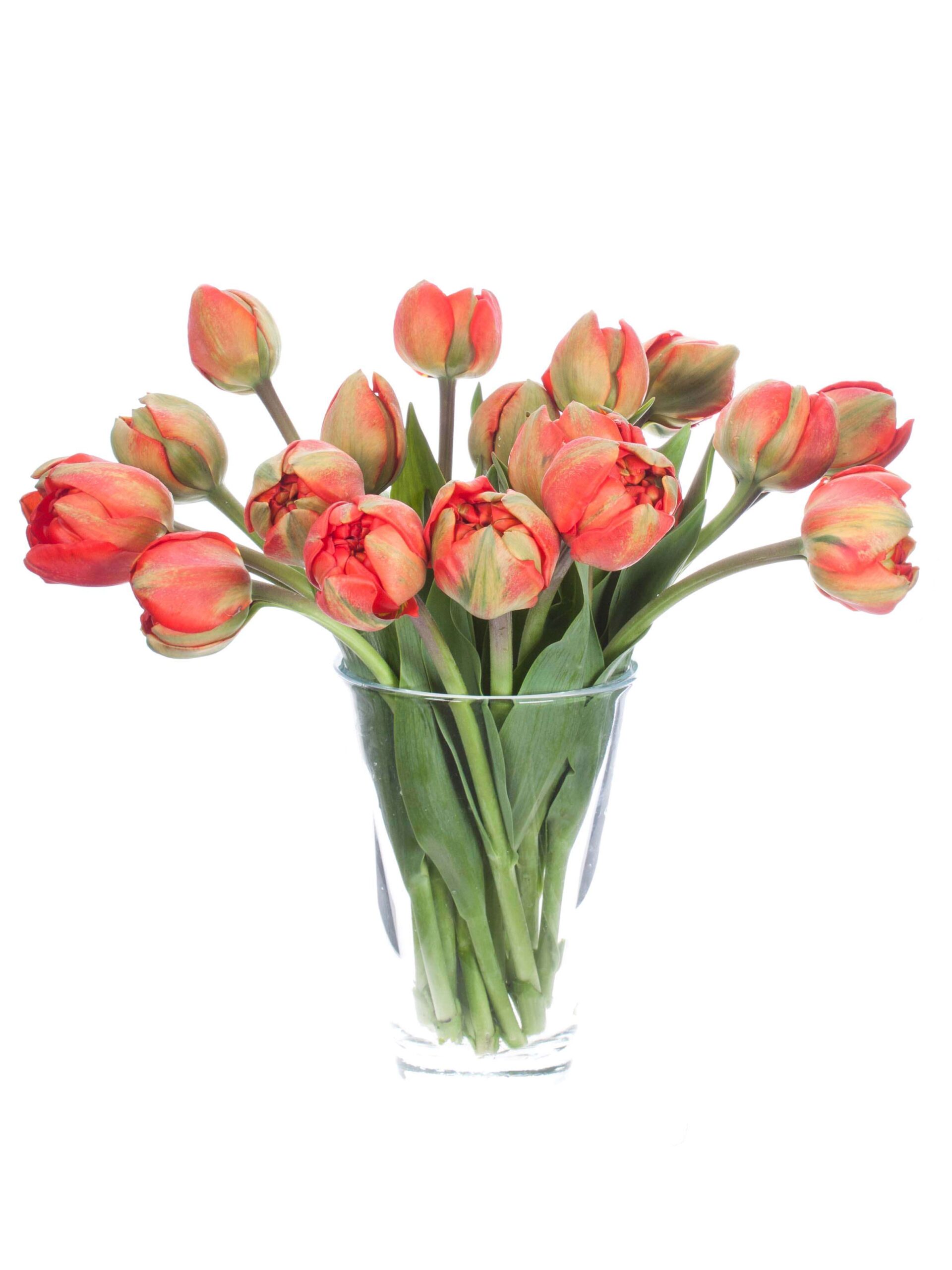 Tulpe Miranda rot