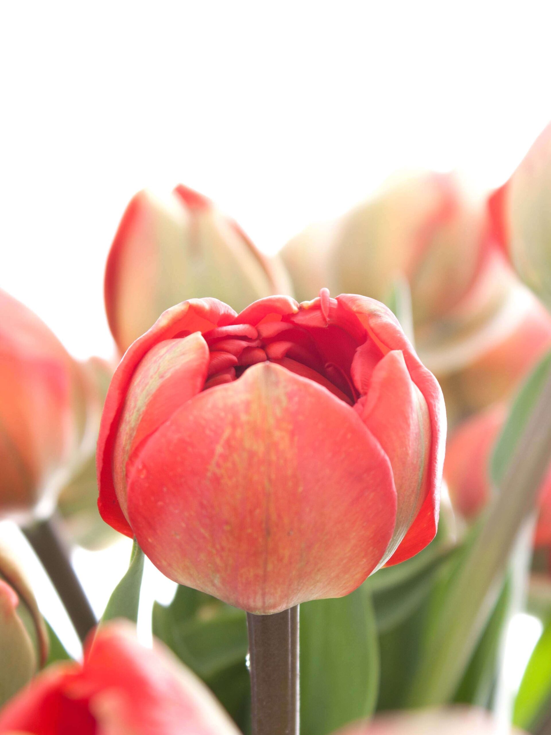 Freilandtulpen gefüllt "Miranda" rot