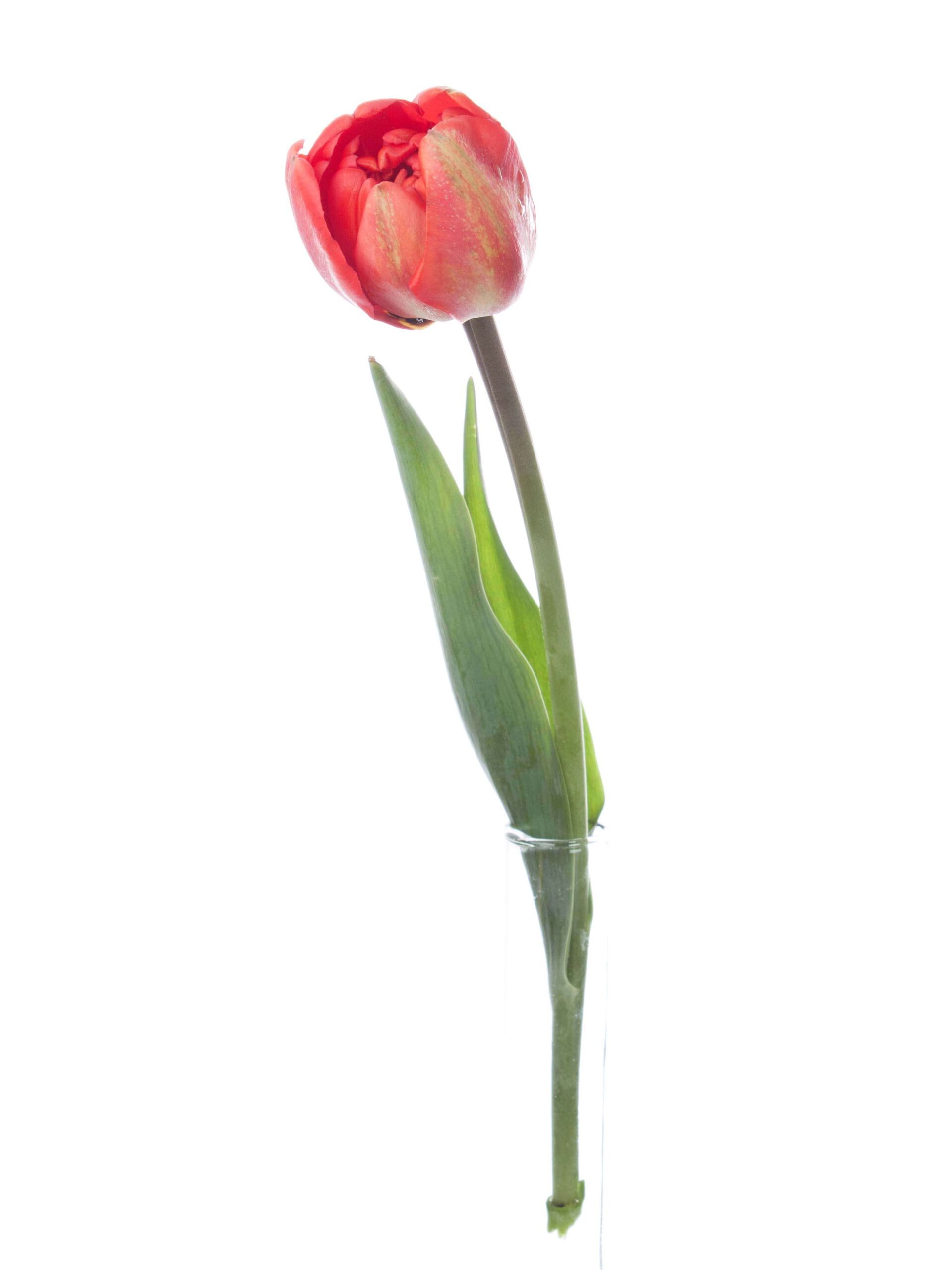 Tulpe Miranda rot