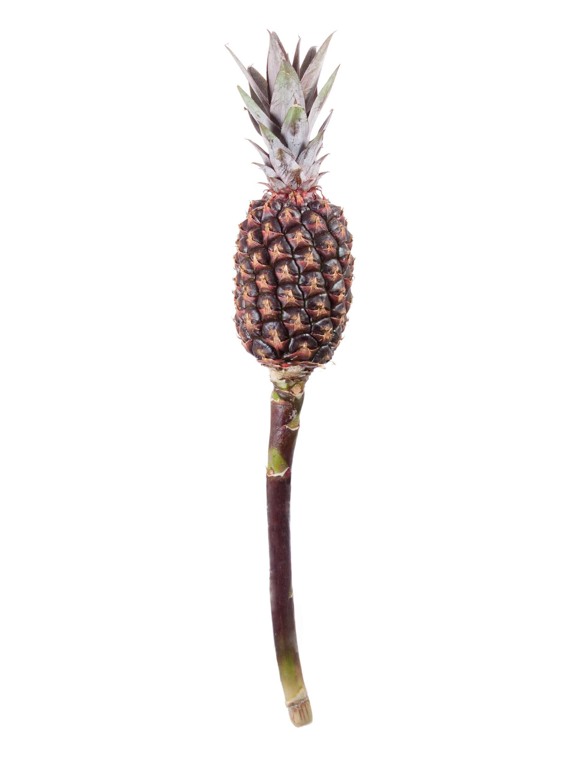 Zierananas dunkel