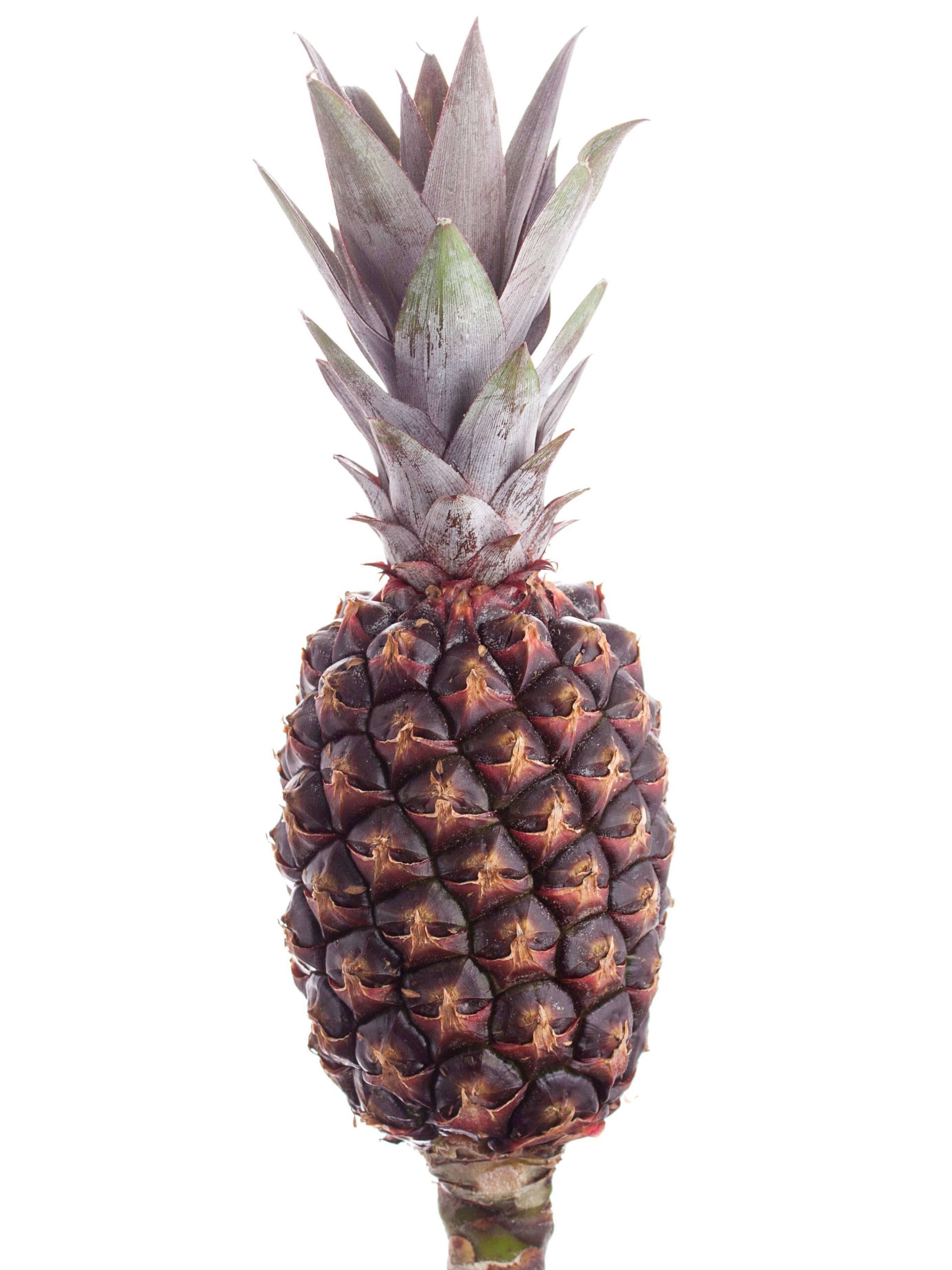 Zierananas - schwarz-braun