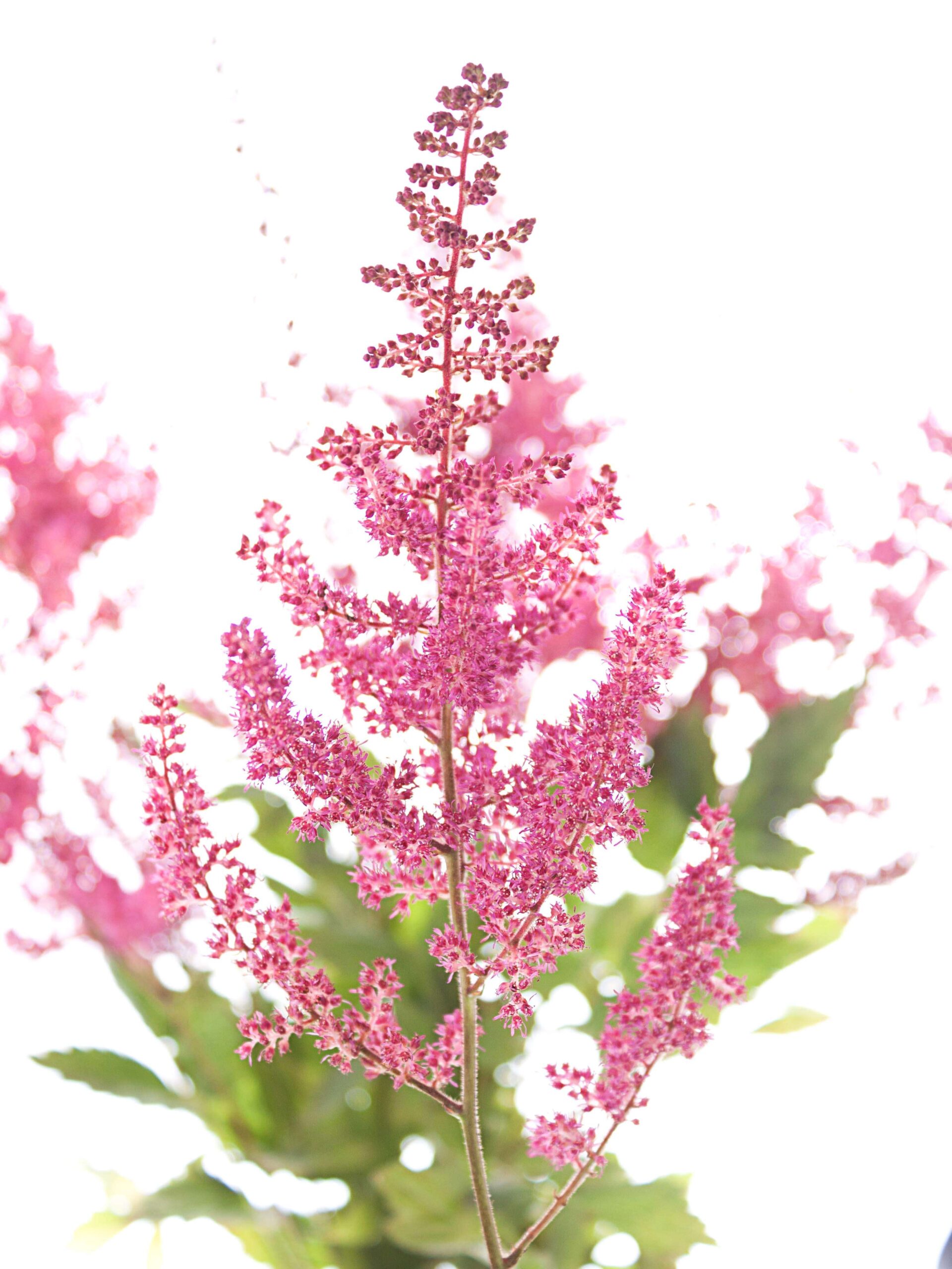 Astilbe Else Schluck pink