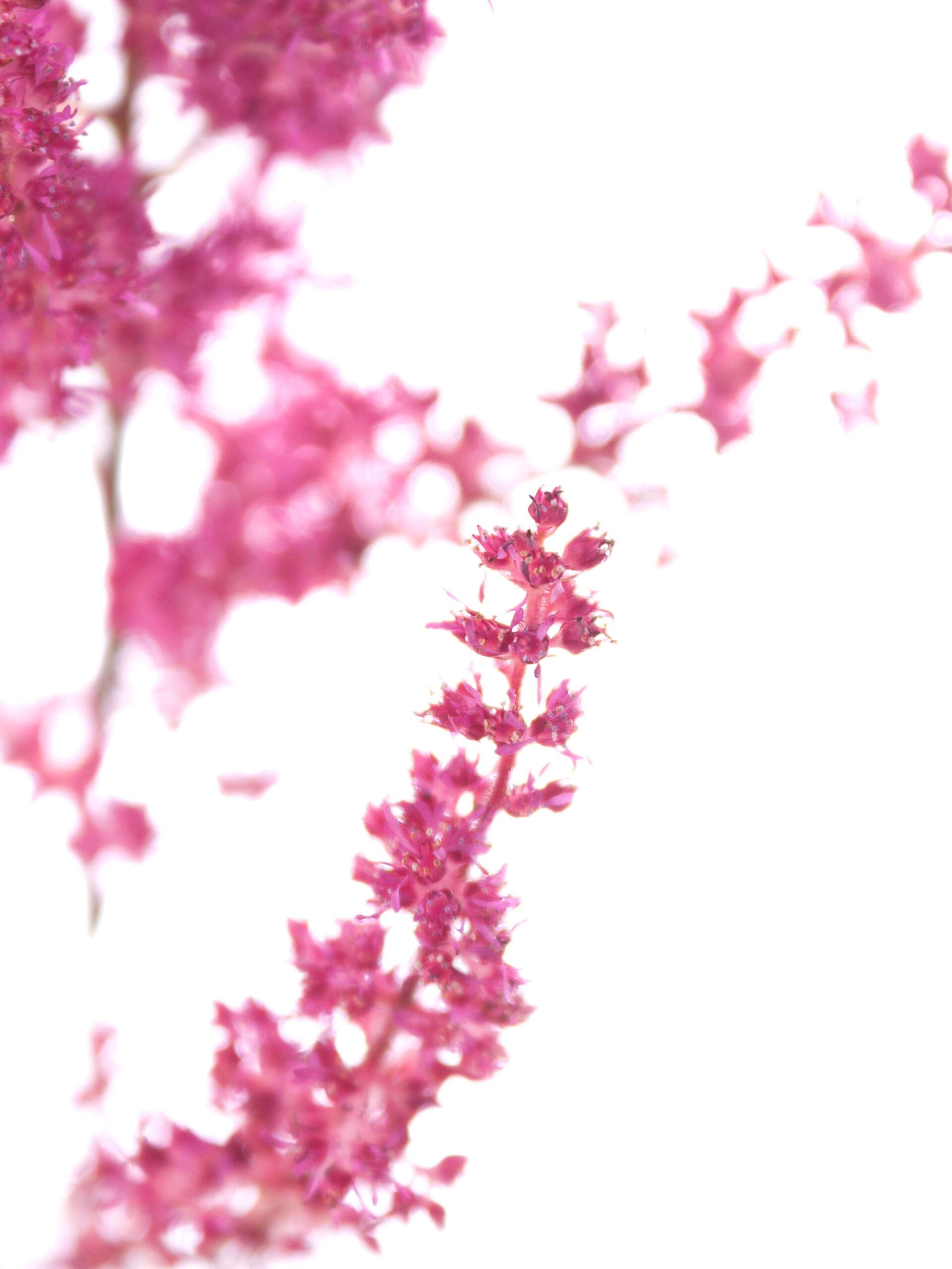 Astilbe Else Schluck pink