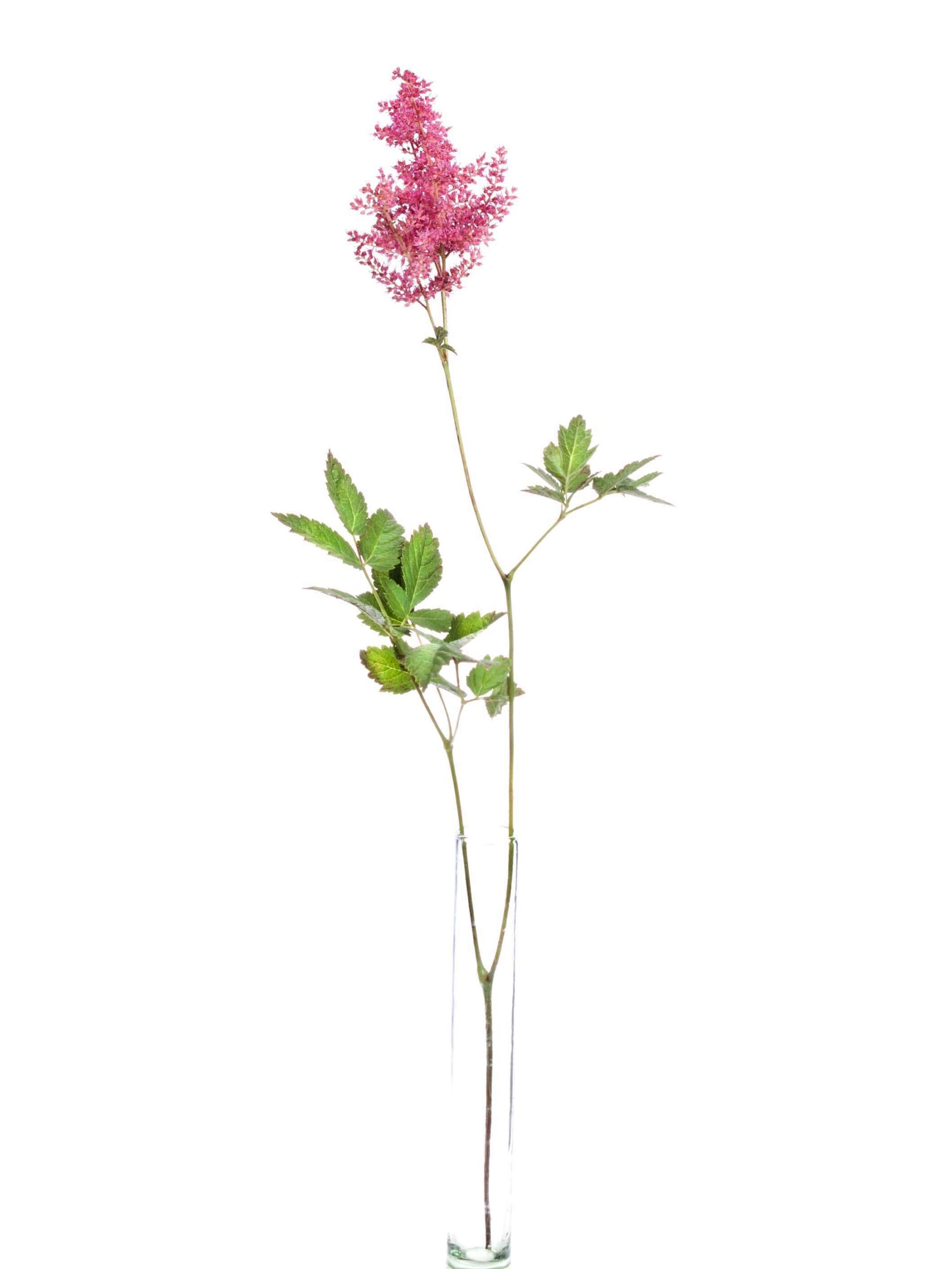 Astilbe Else Schluck pink