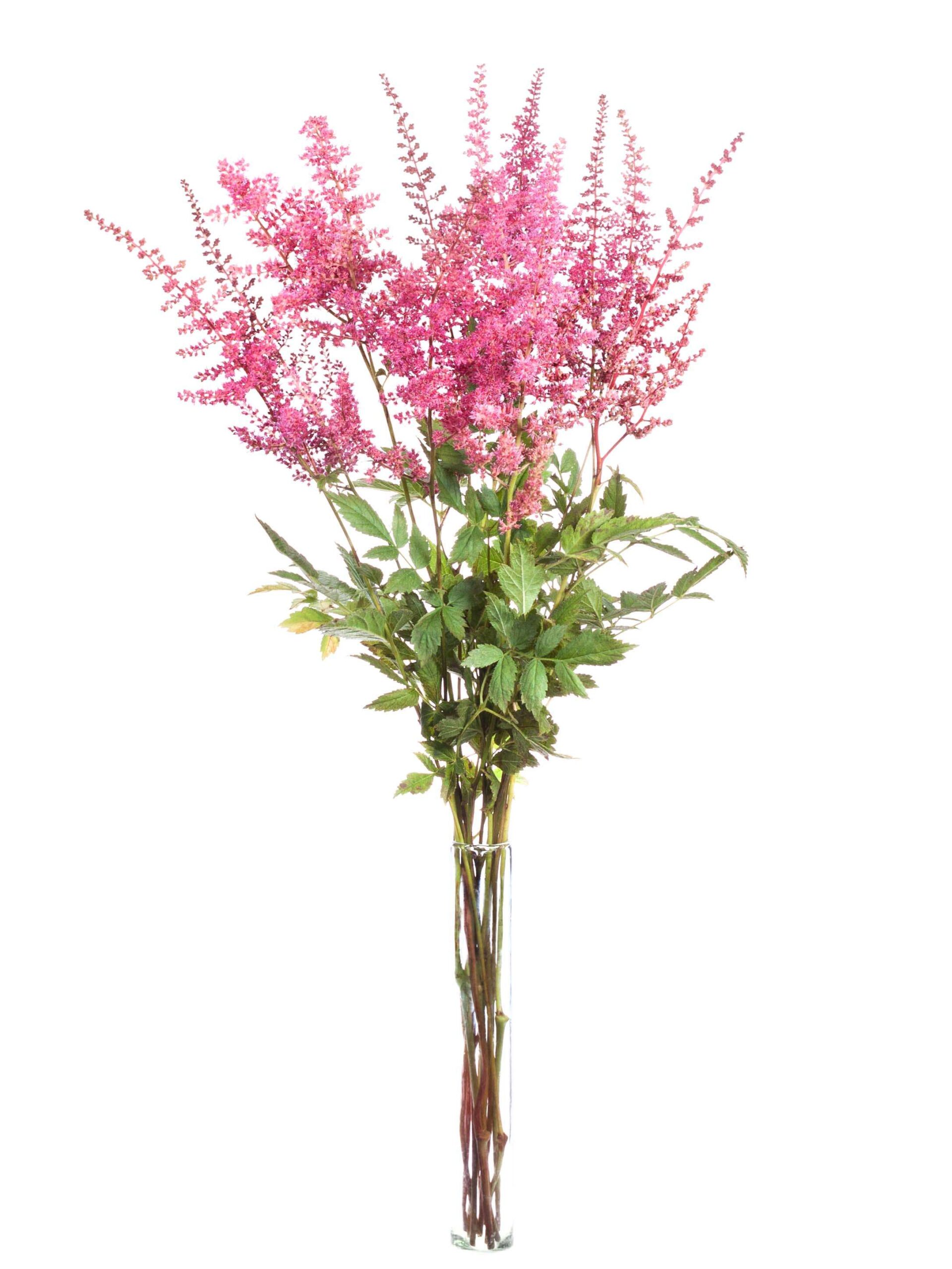 Astilbe Else Schluck pink