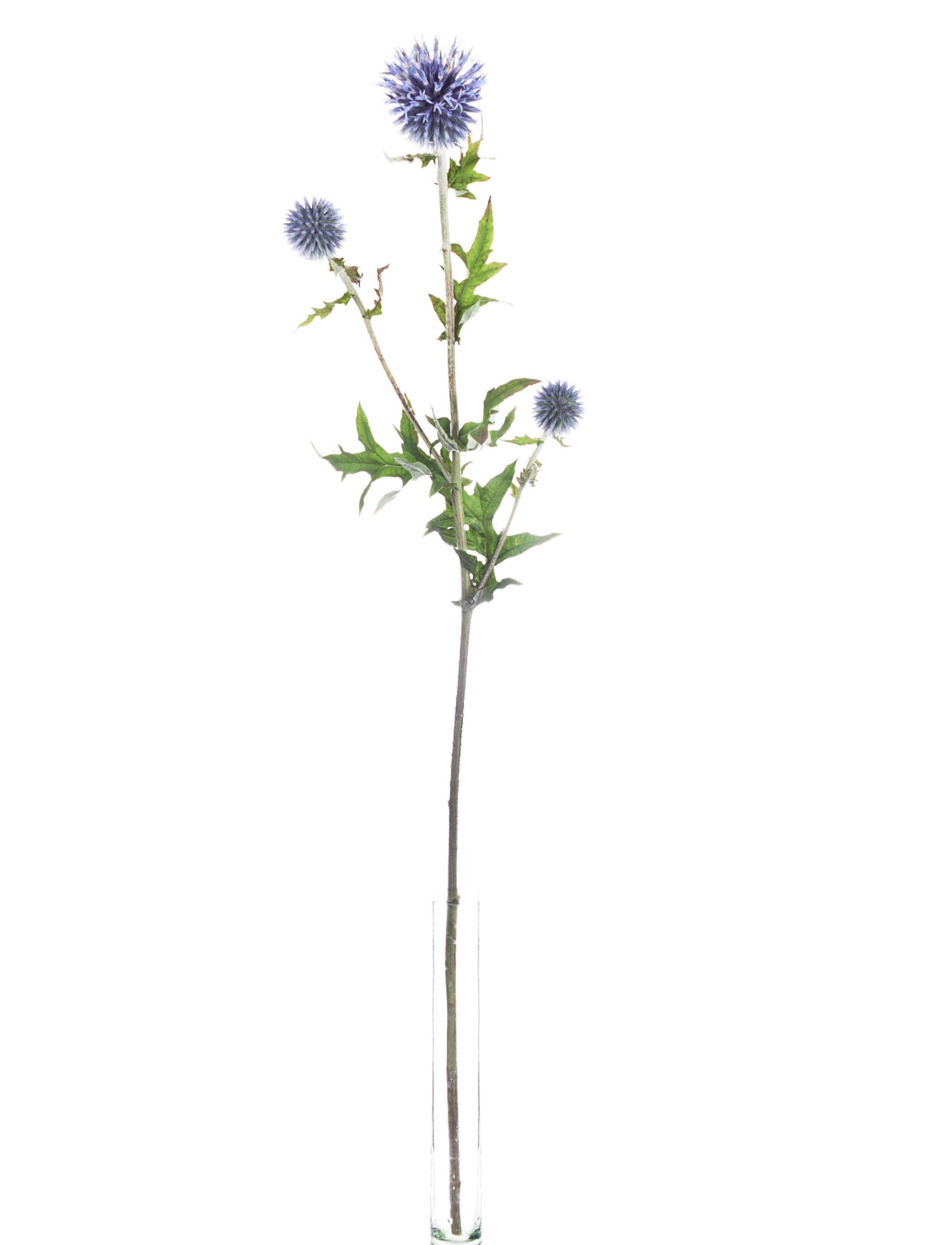 Echinops Kugeldisteln blau