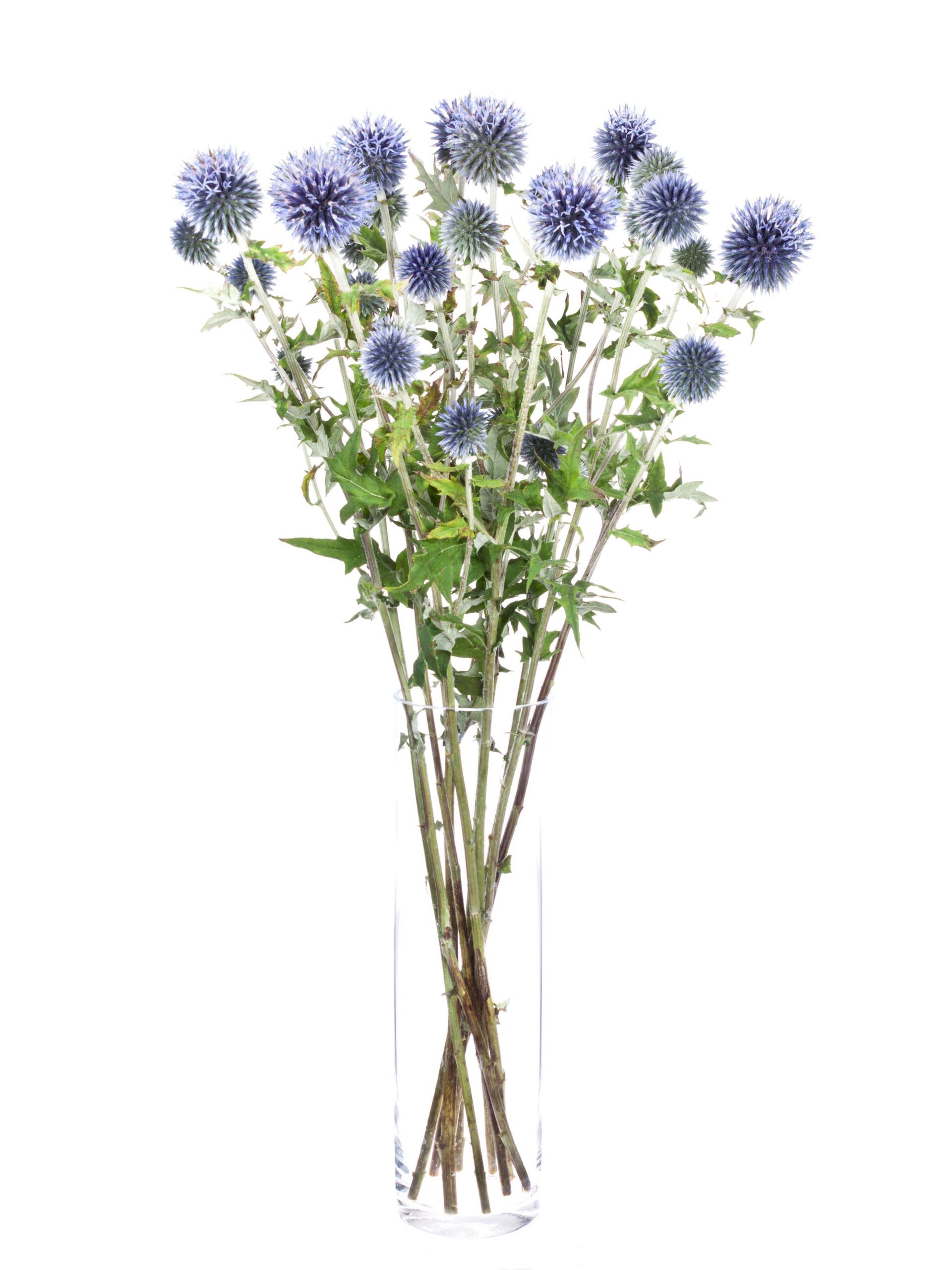 Echinops Kugeldisteln blau