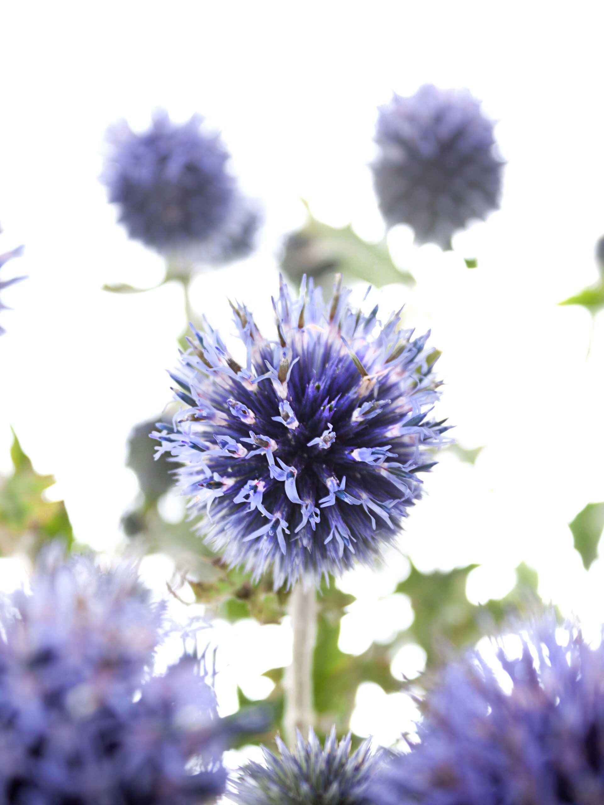 Echinops - Kugeldisteln blau