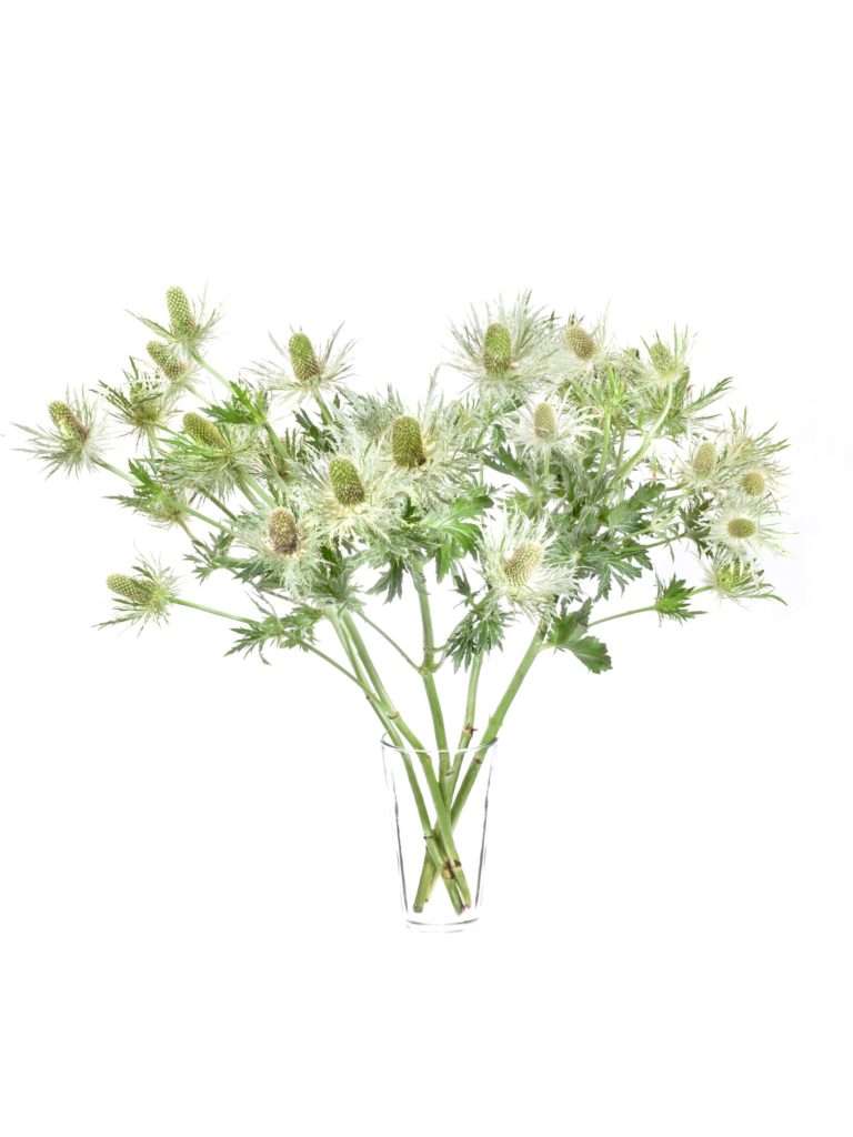 Disteln XL „Love White Green“ grün - Blumigo