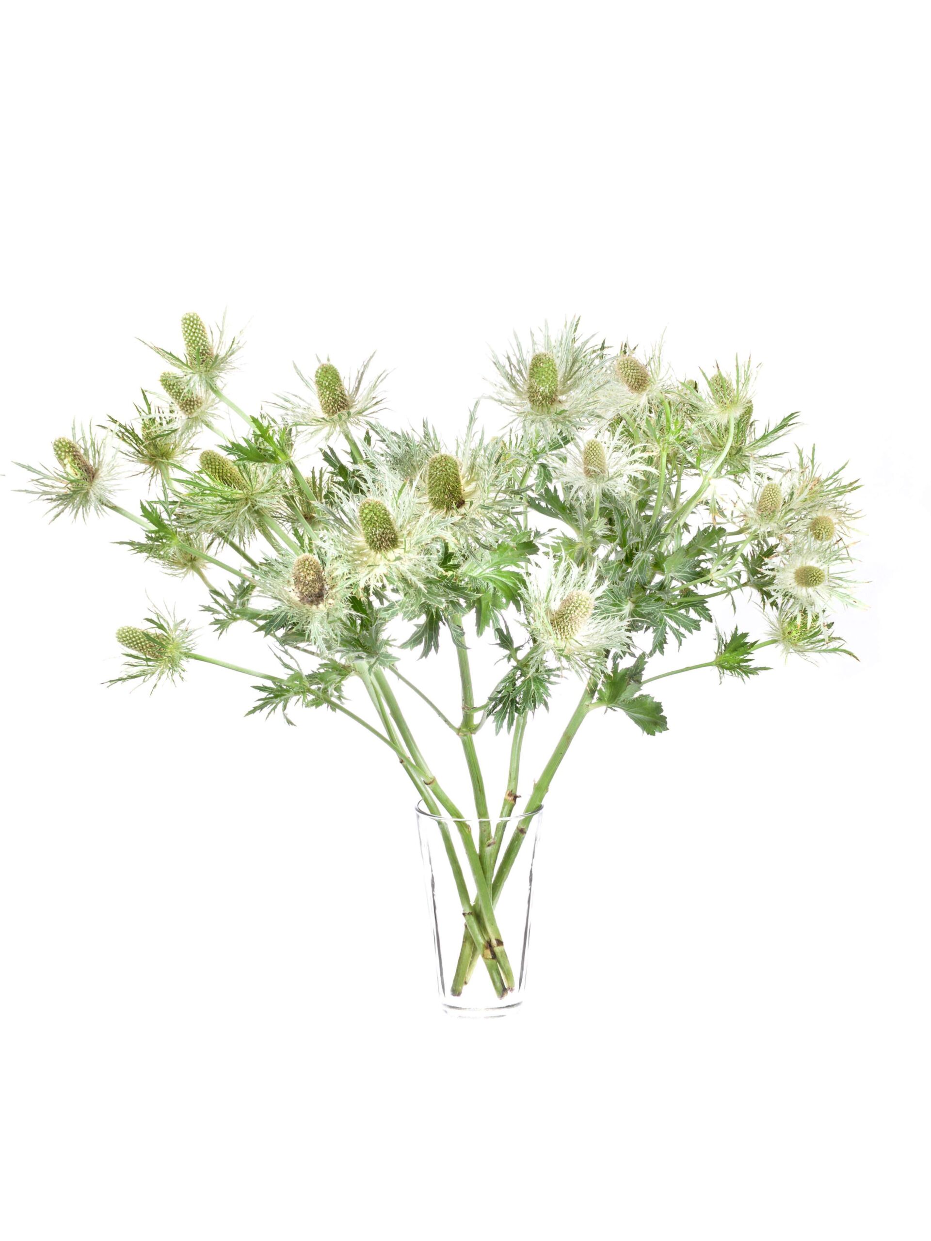 Eryngium Disteln Love White Green