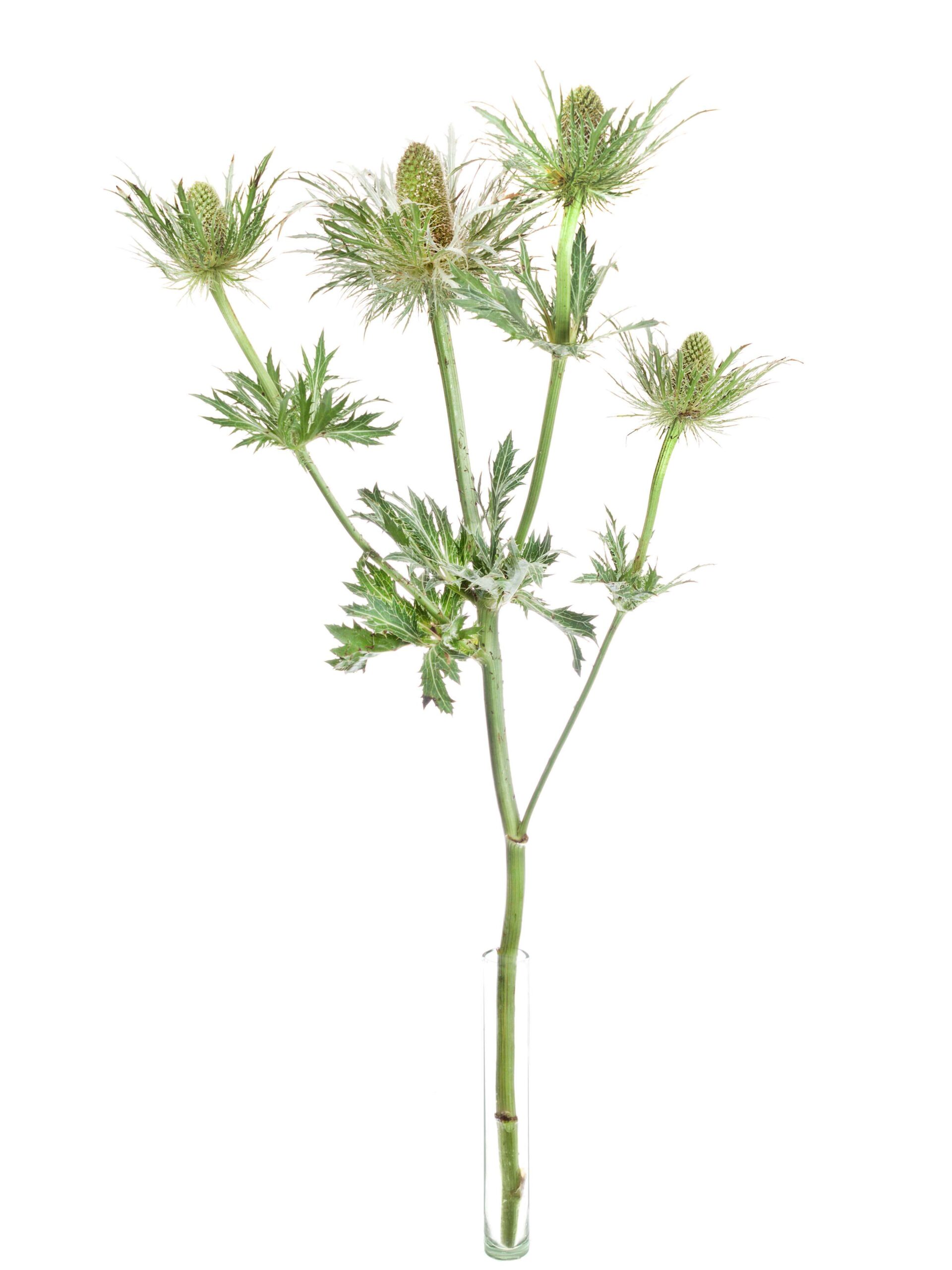 Eryngium Disteln Love White Green