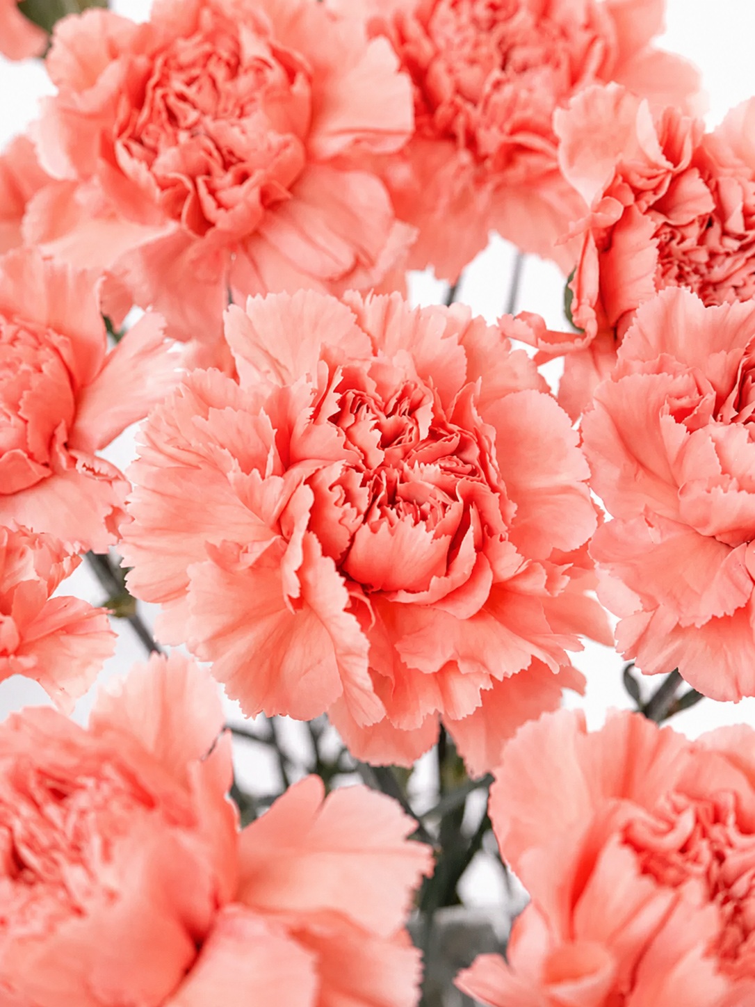 Edelnelken "Megan" apricot