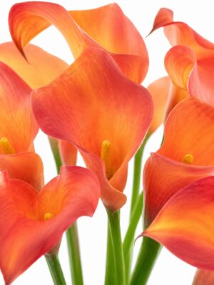 Calla 