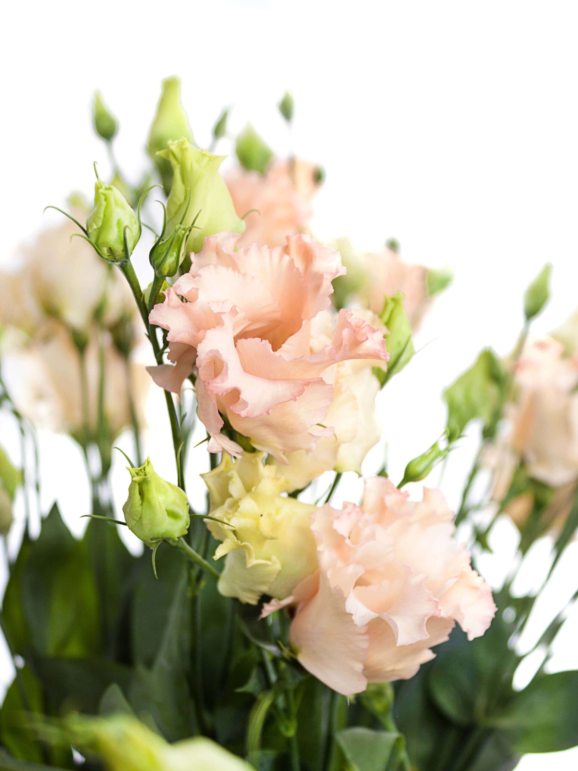 Lisianthus - Eustoma "Falda Apricot" apricote-creme