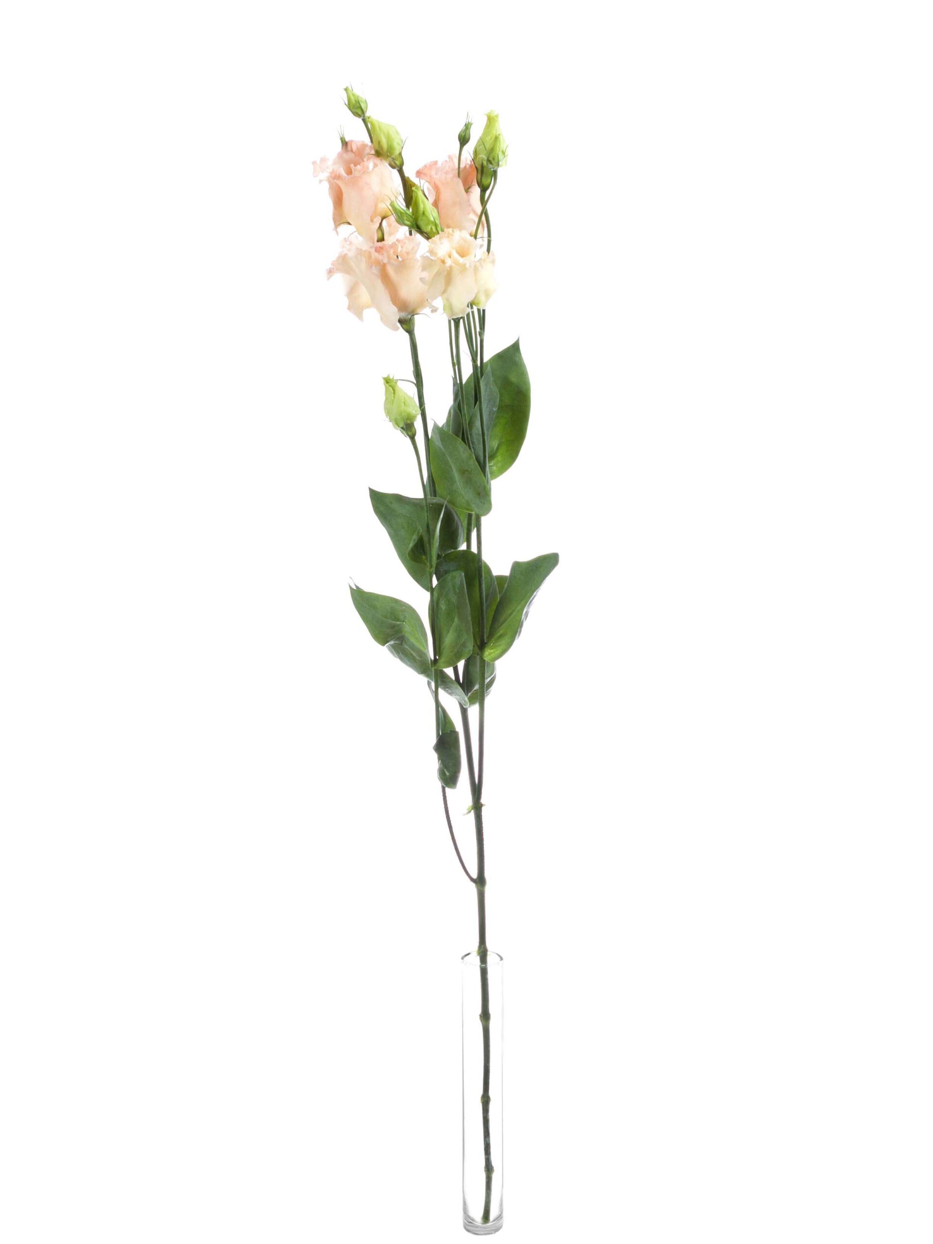 Lisianthus Falda Apricote - apricote creme