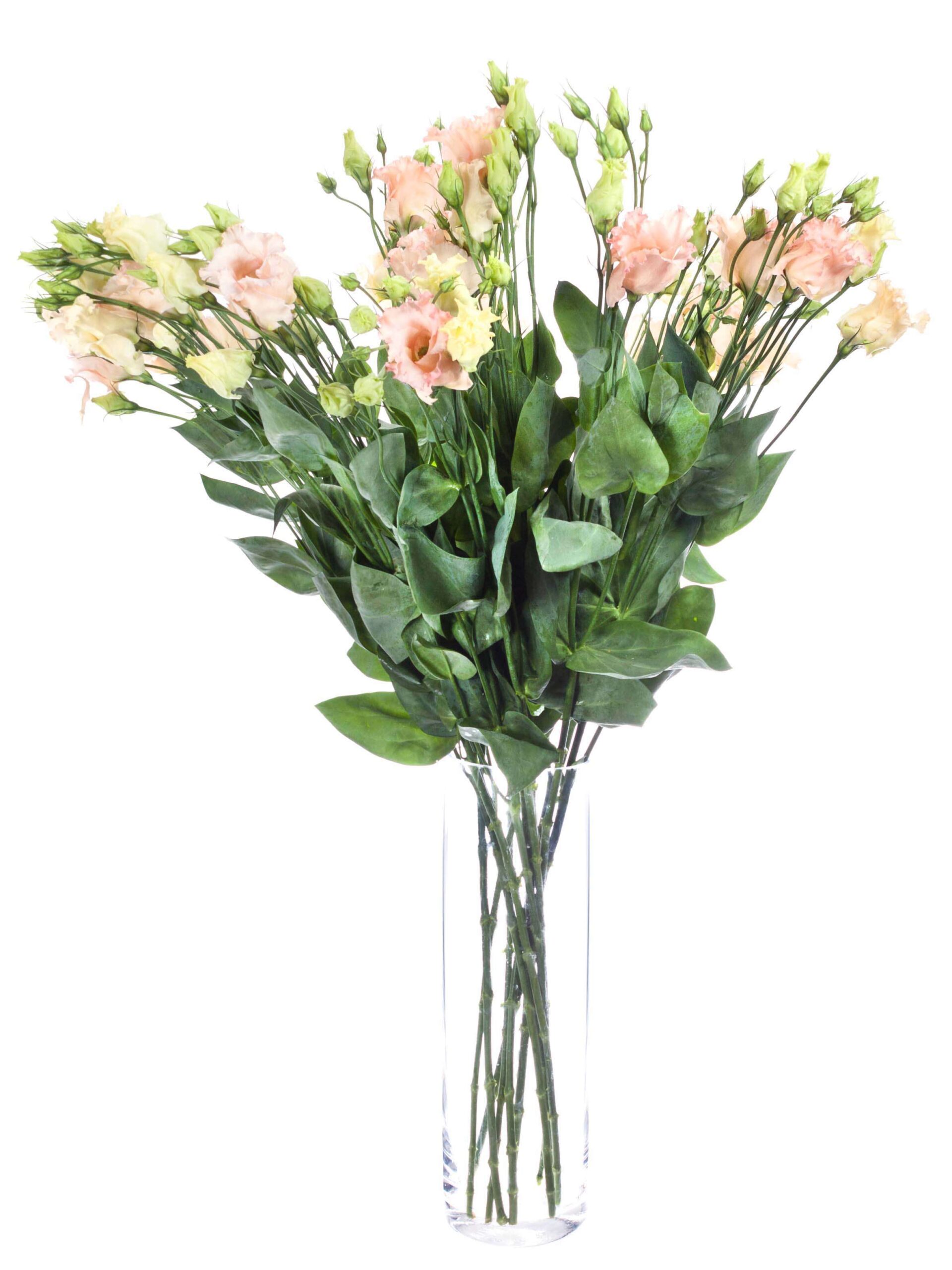 Lisianthus Falda Apricote - apricote creme