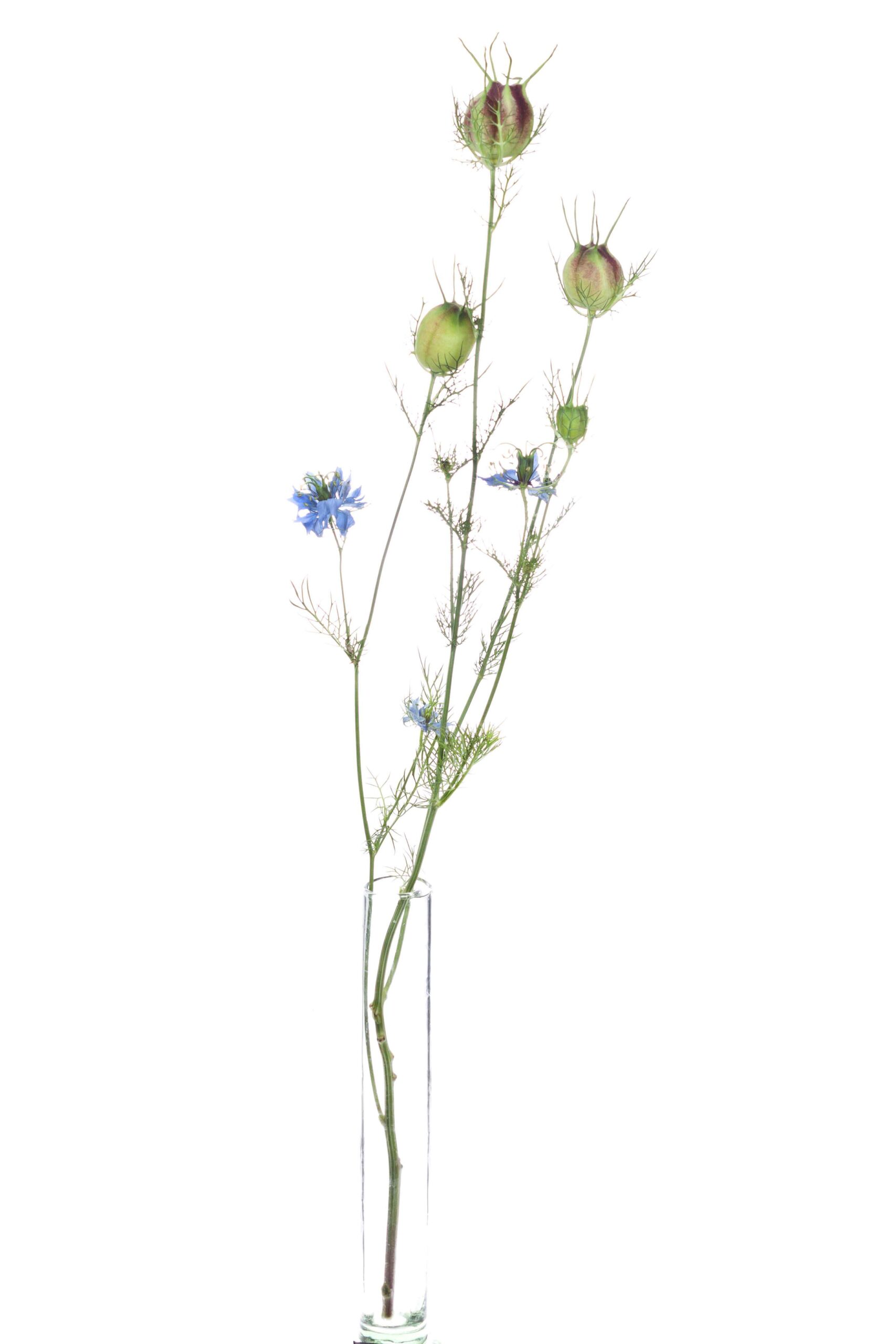 Nigella Saatkapsel