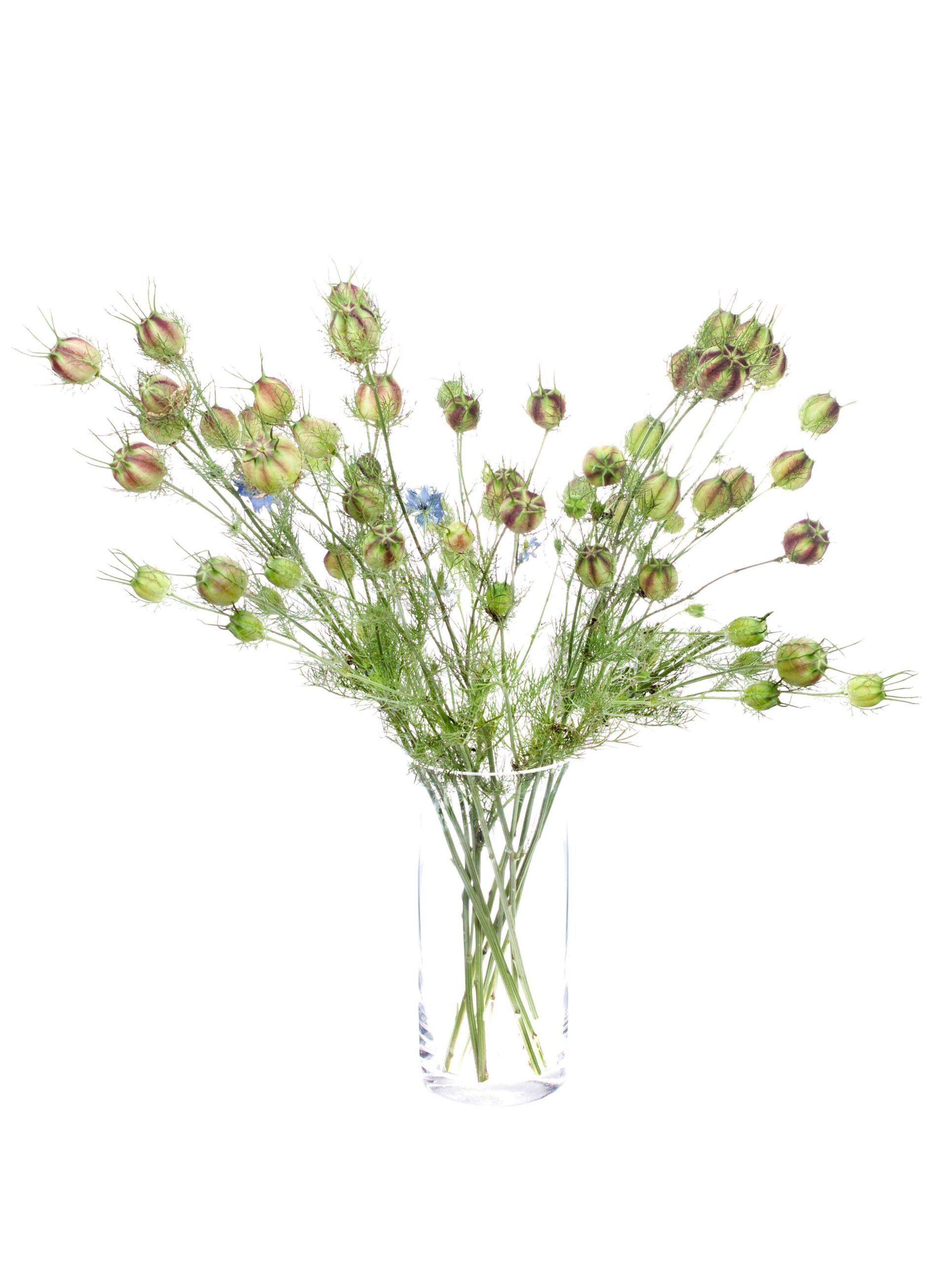 Nigella Saatkapsel