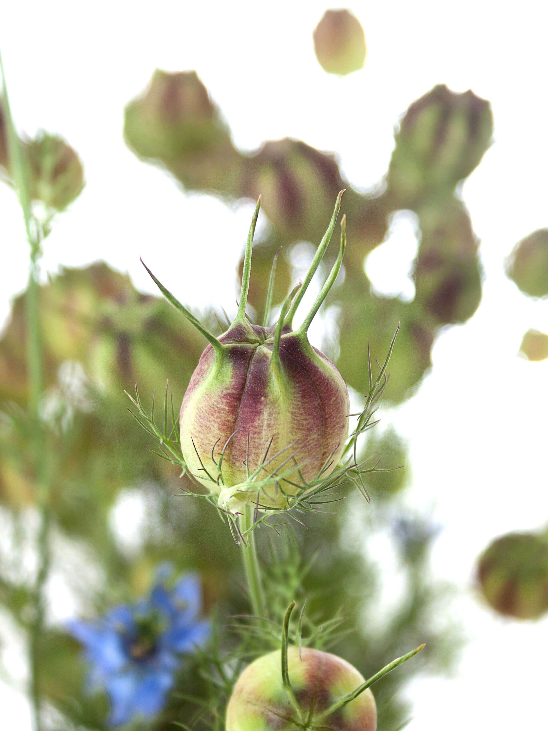 Nigella Saatkapseln - Jungfer im Grünen - grün-rot