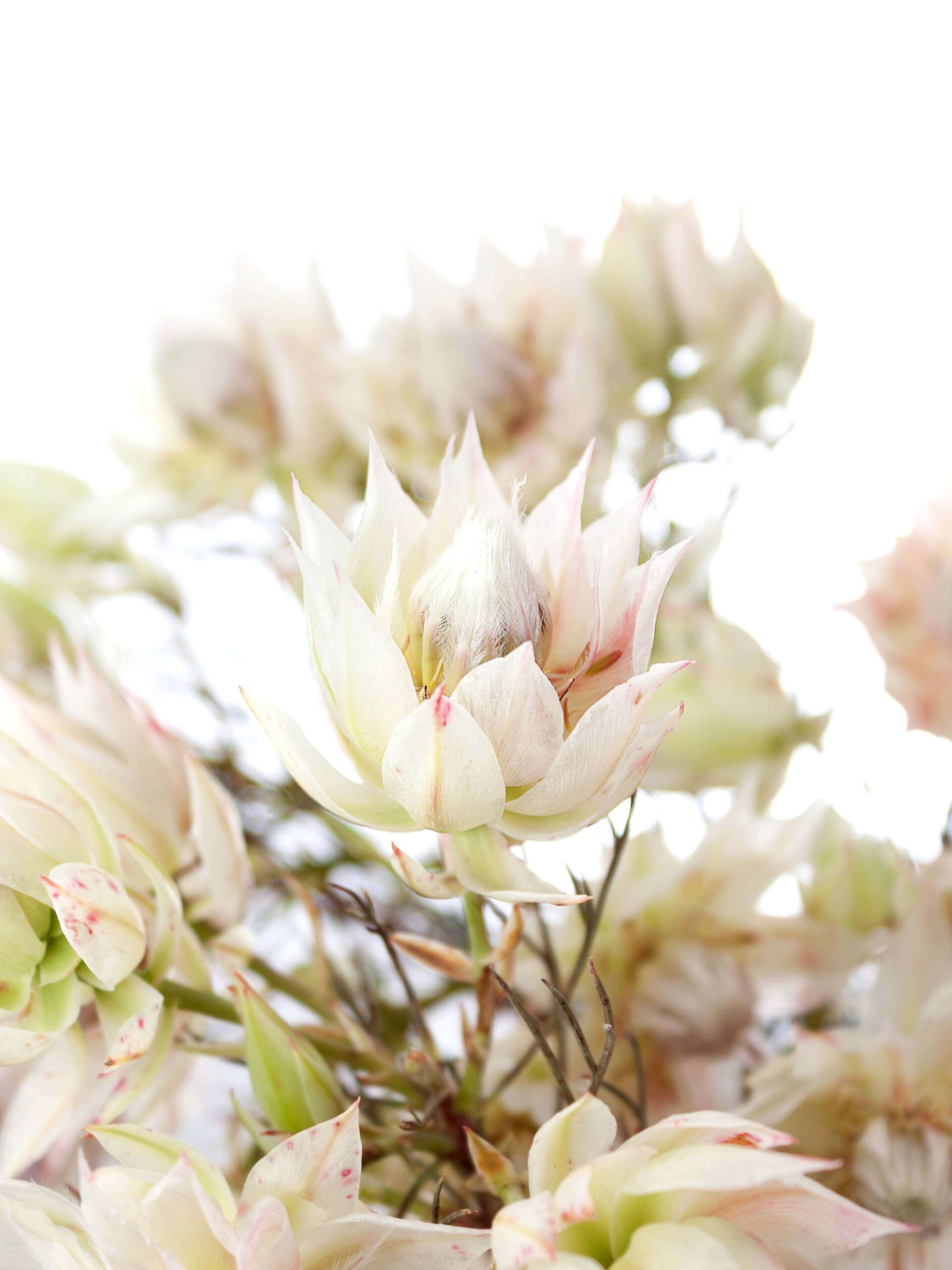 Serruria Florida - Blushing Bride hell