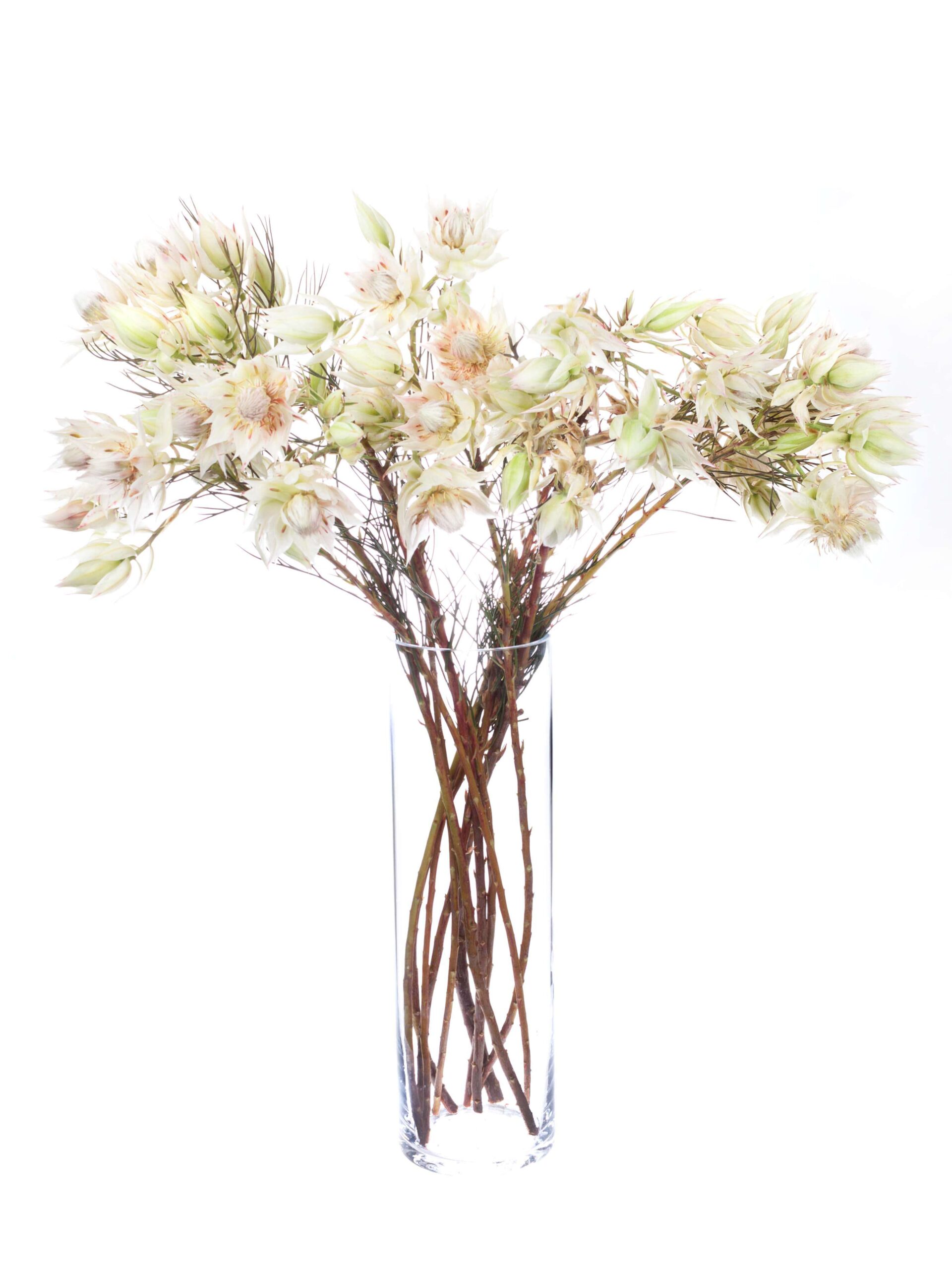 Serruria Florida - Blushing Bride hell