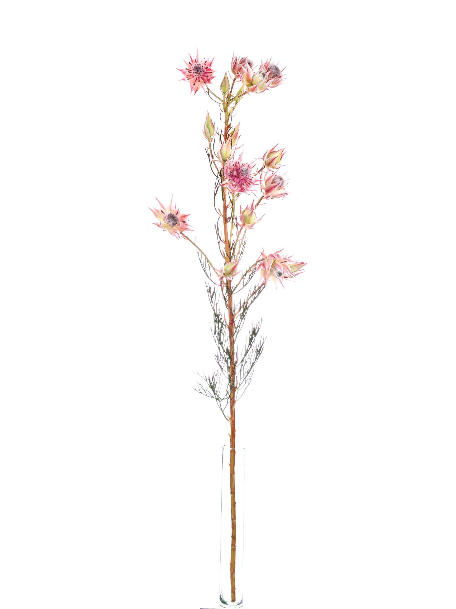 Serruria Florida -Blushing Bride pink (1)