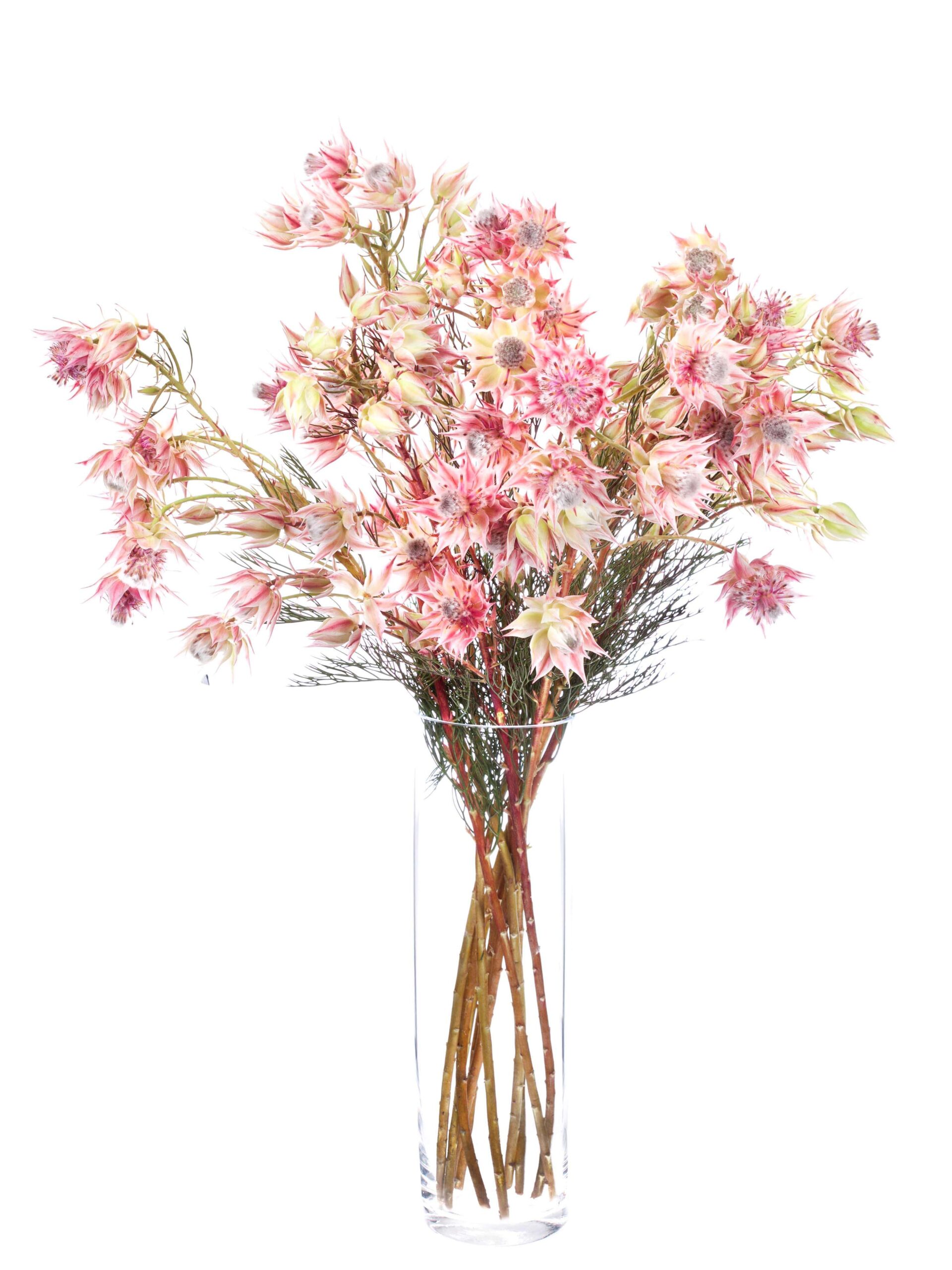 Serruria Florida -Blushing Bride pink (2)