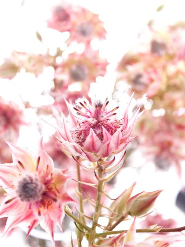 Serruria Florida -Blushing Bride pink