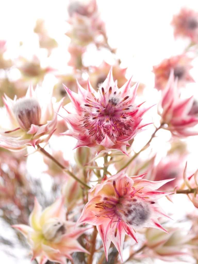 Seru Rixa Welche Blumen gibt es im August? Schnittblumen Saison-Kalender | Blumigo