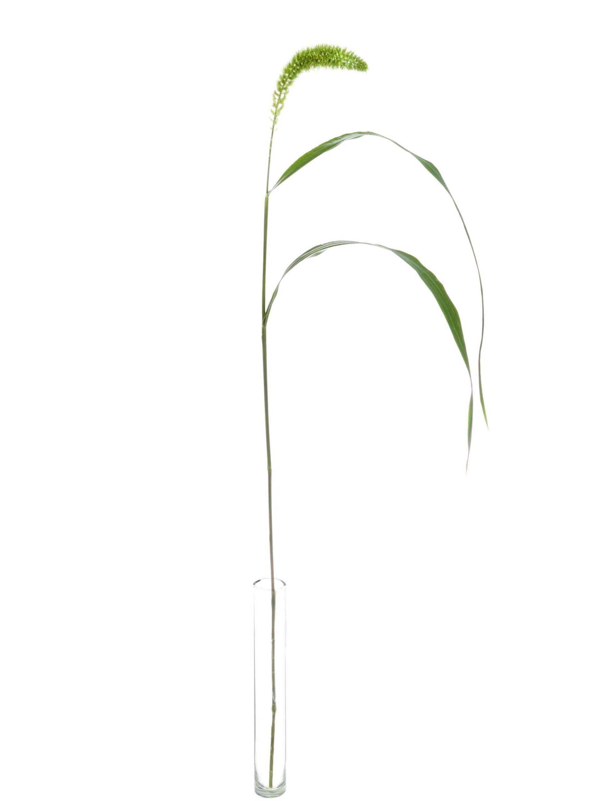 Setaria Volle Melk gruen