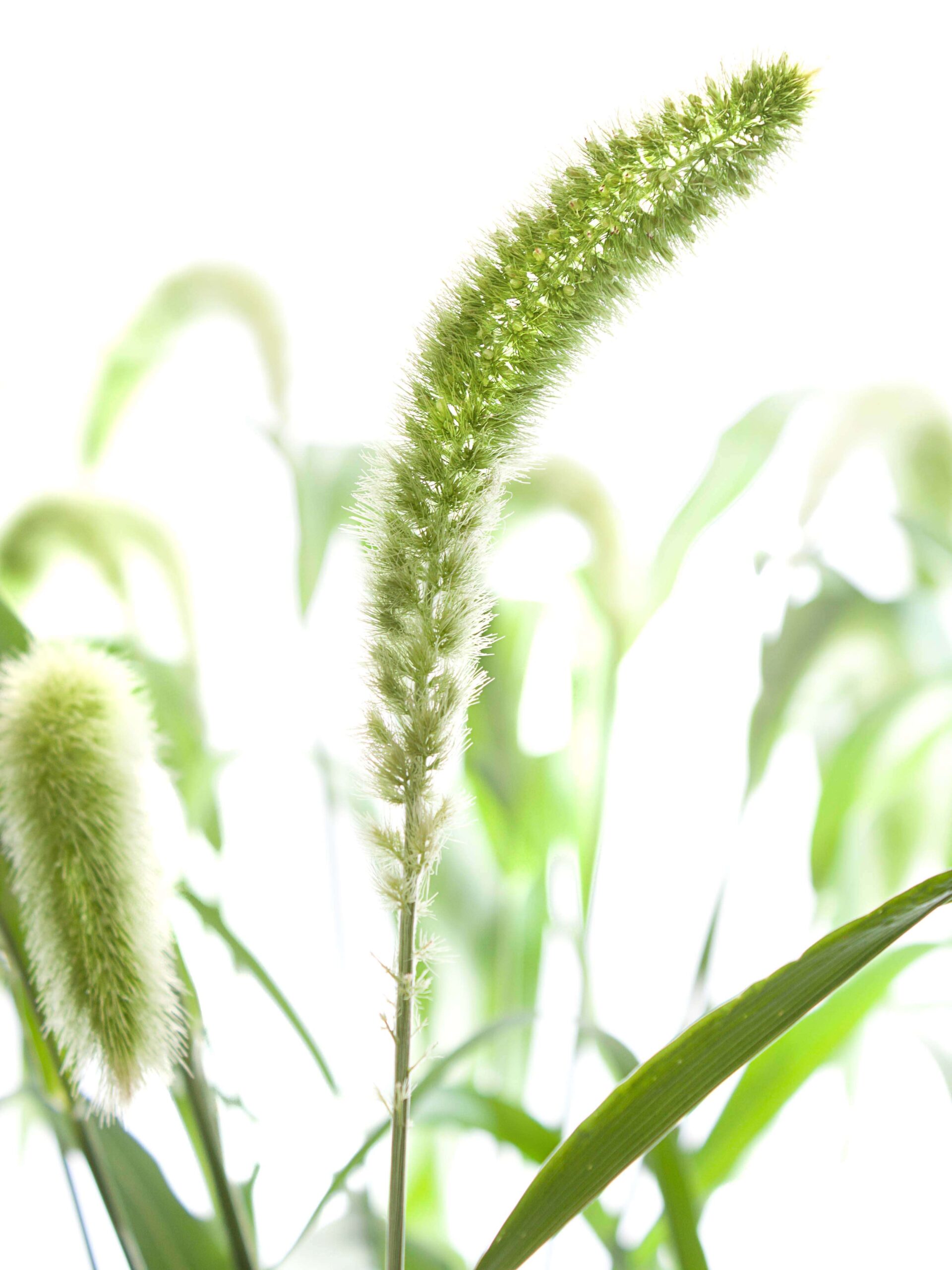 Setaria - Borstenhirse "Volle Melk" grün