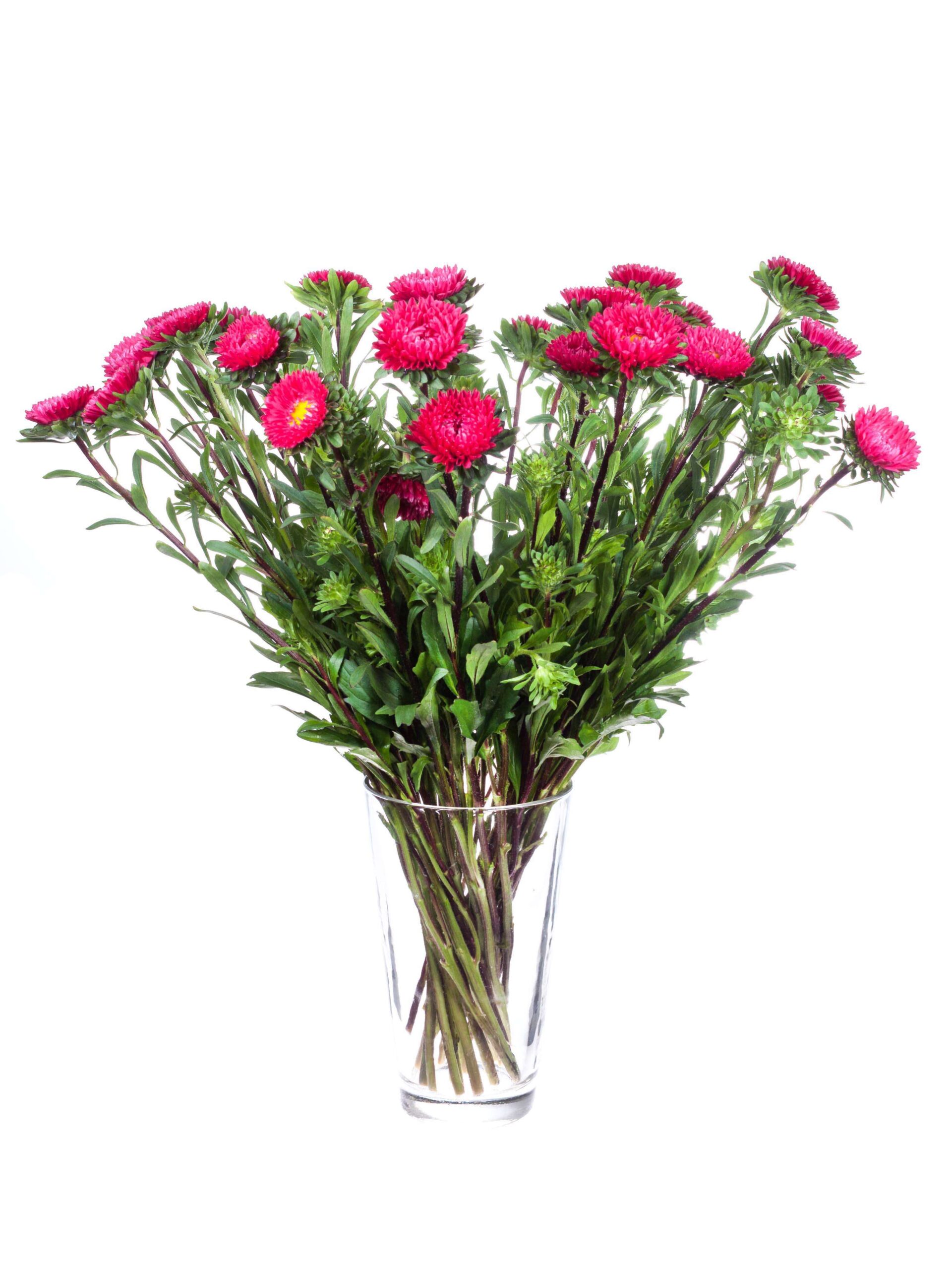 Sommerastern Scharlak pink