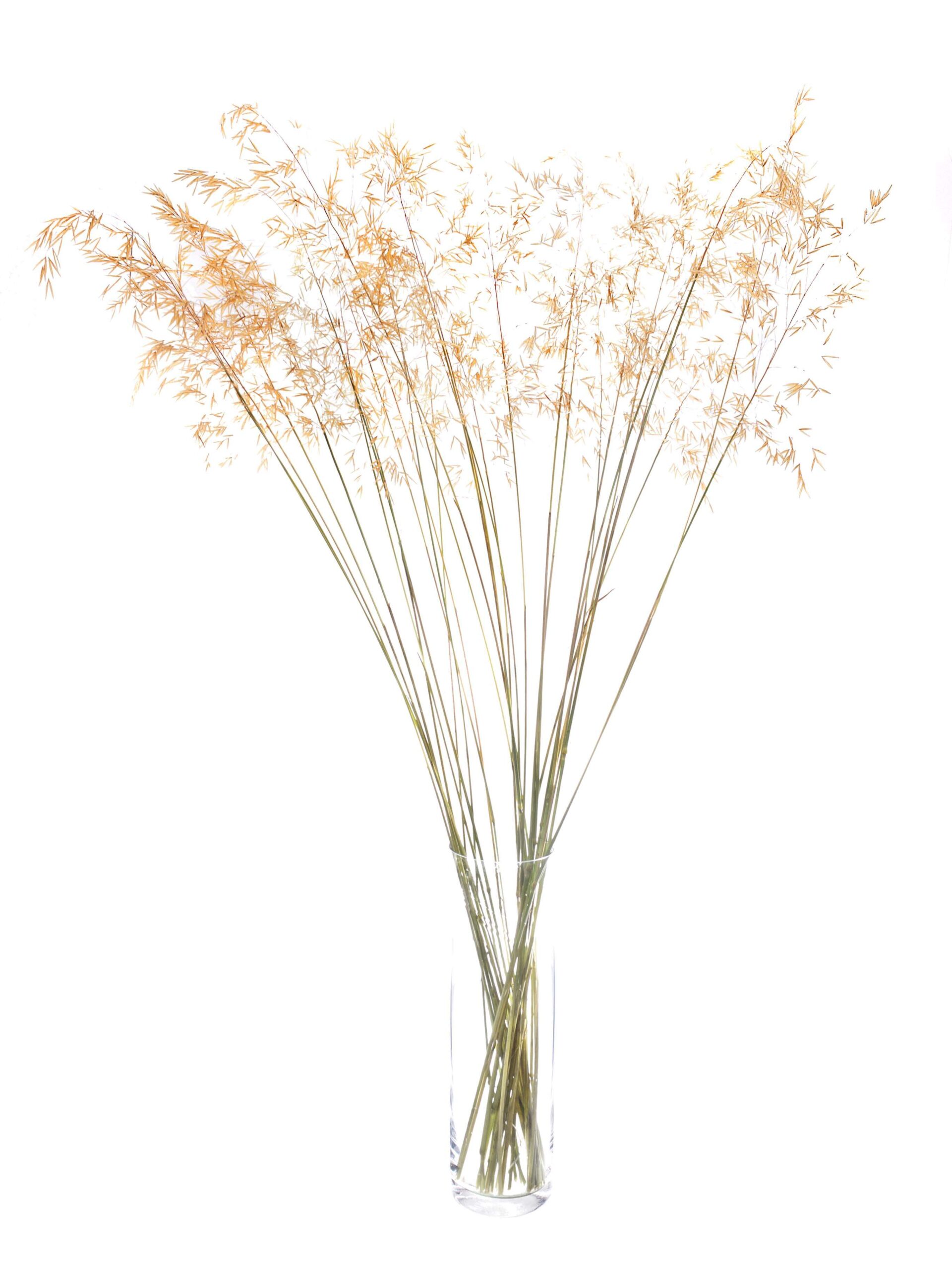 Ziergrass XXL (1)
