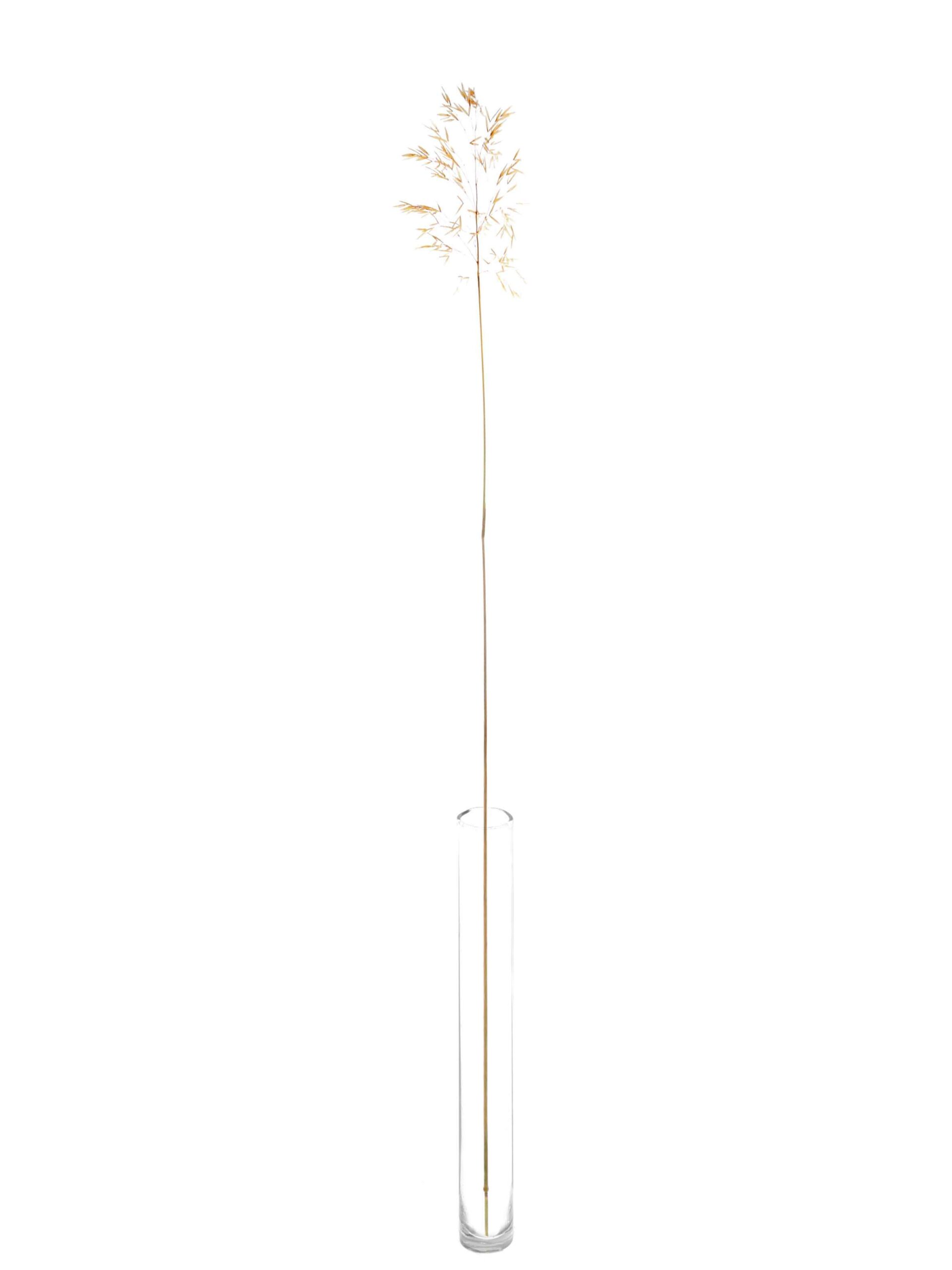 Ziergrass XL