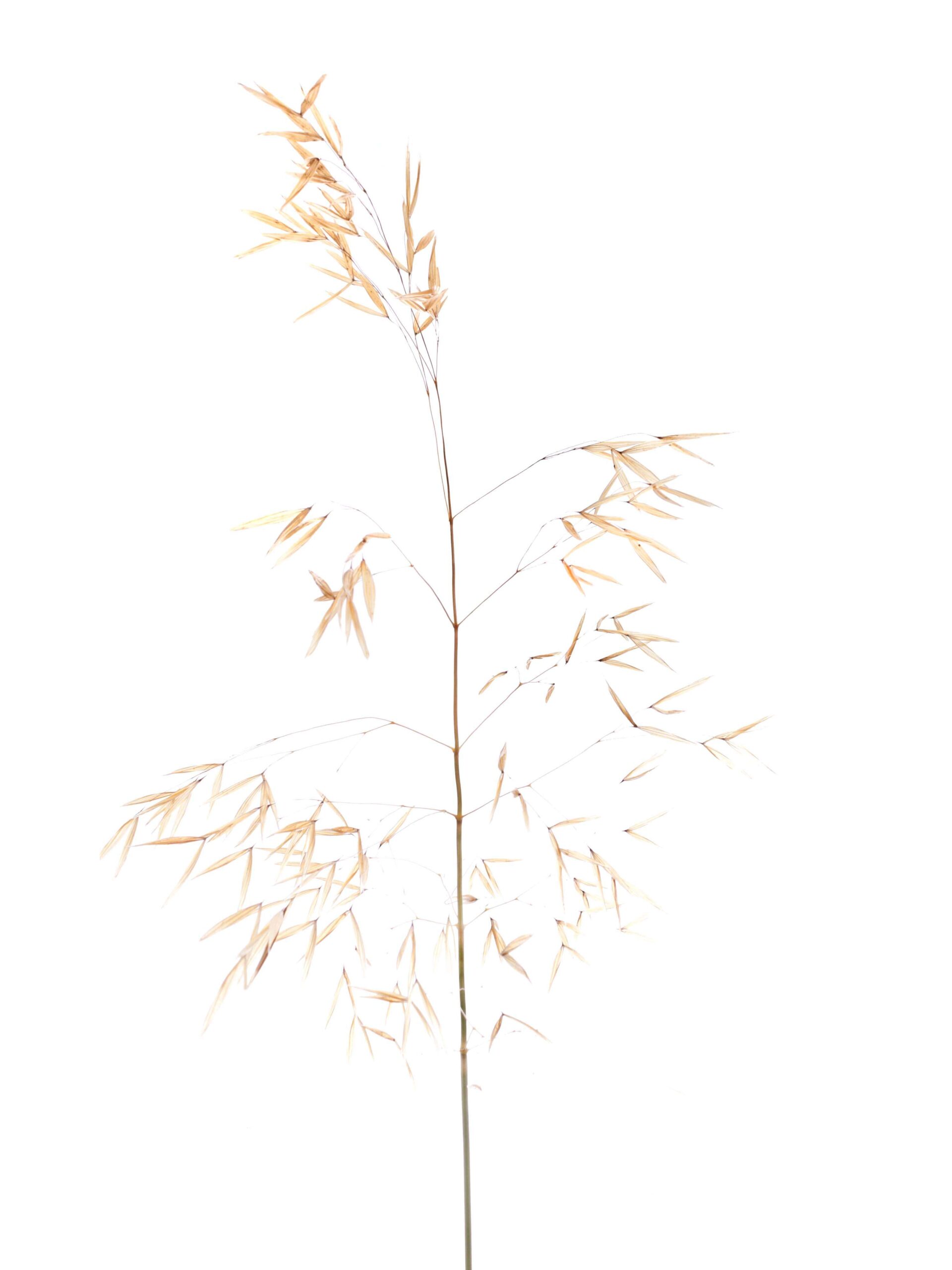 Ziergrass XL