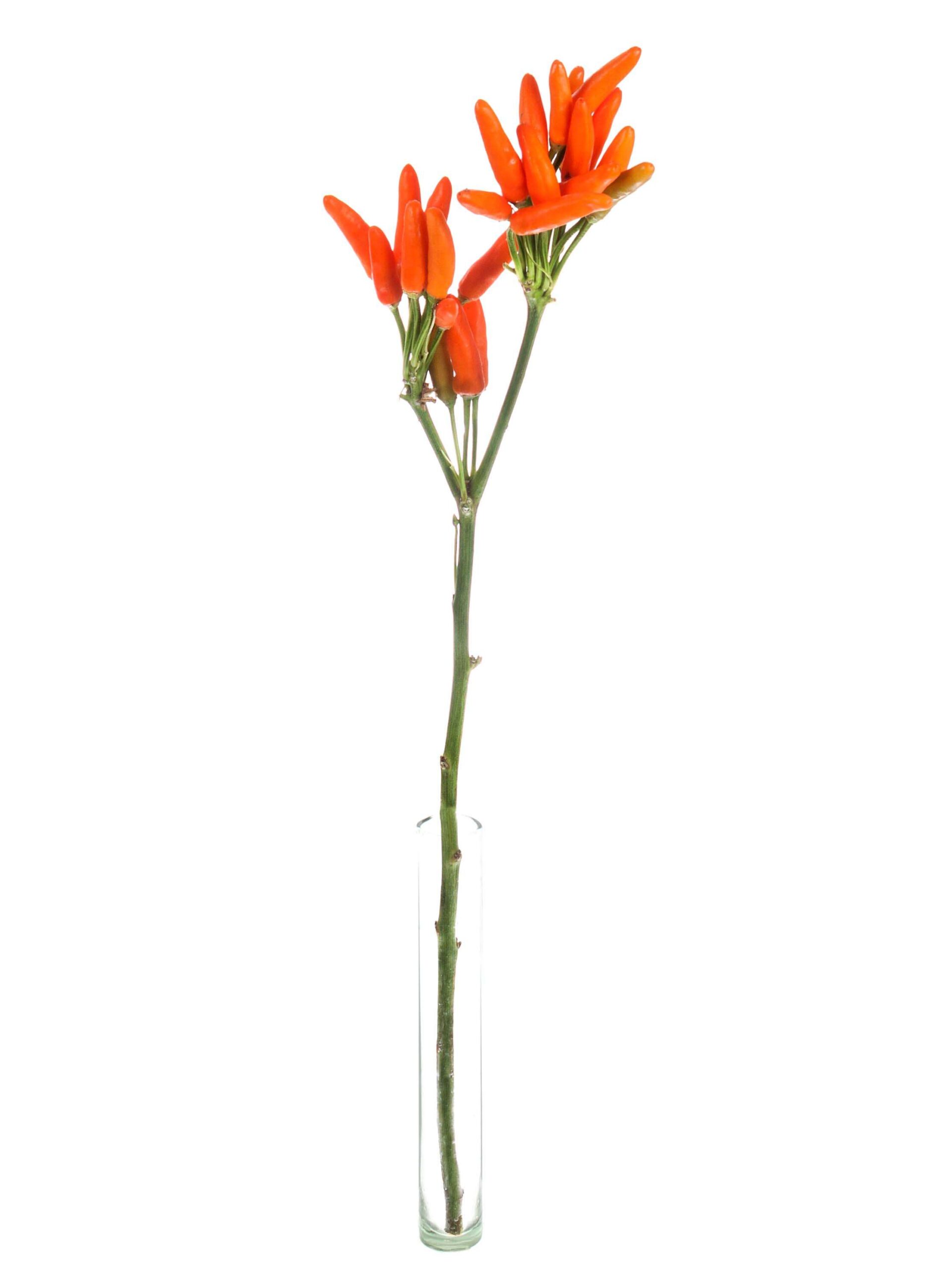 Zierpaprika orange