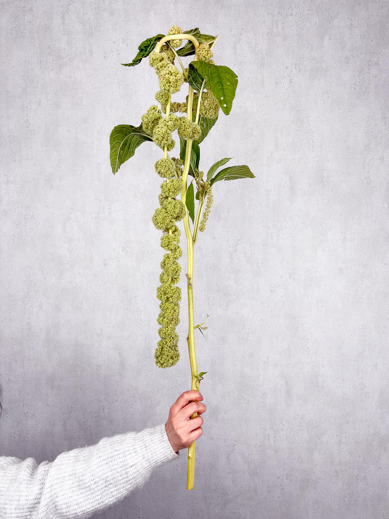 Amaranthus "Cyclop" grün