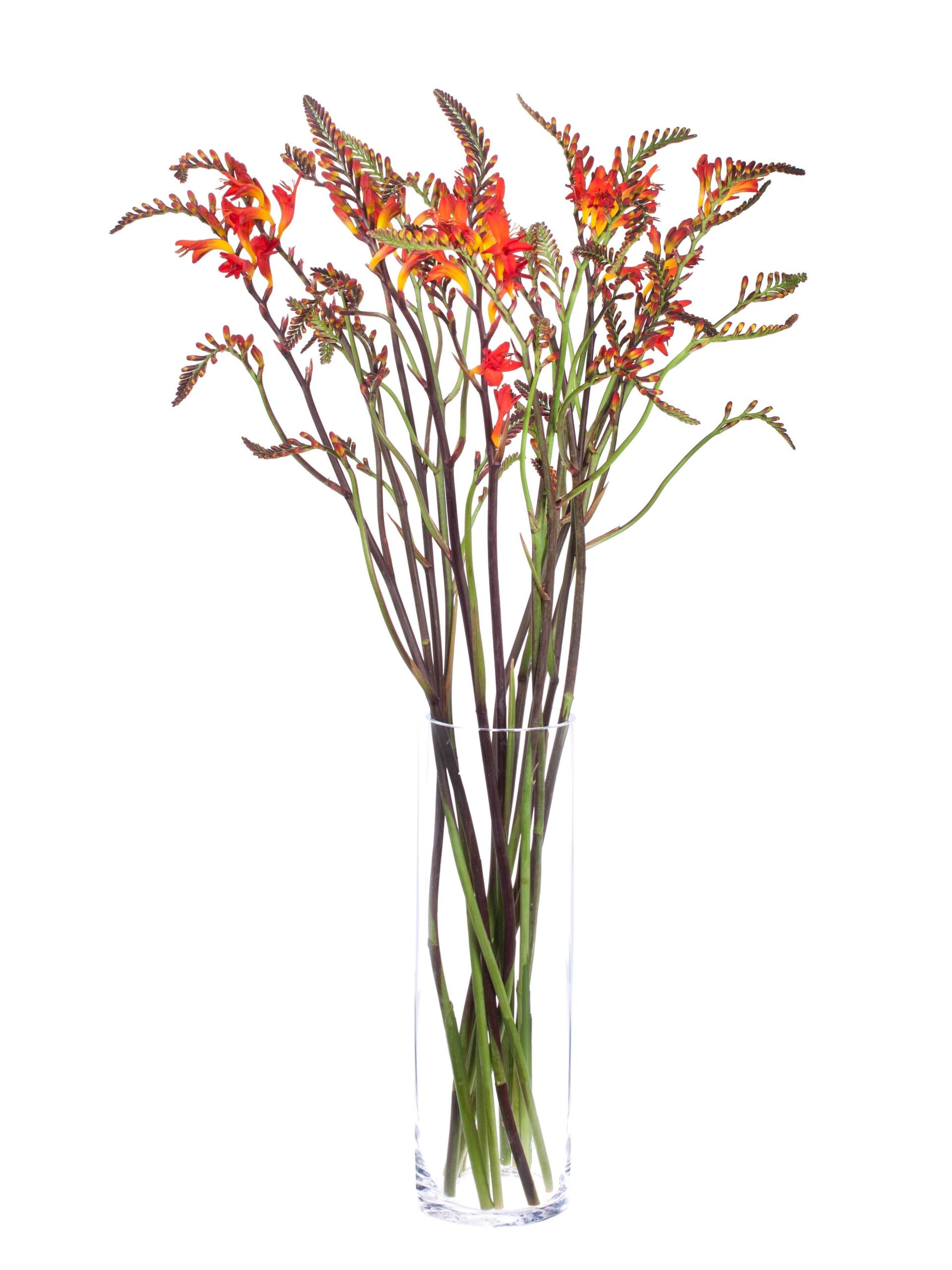 Crocosmia Lucifer - Montbretia orange-rot