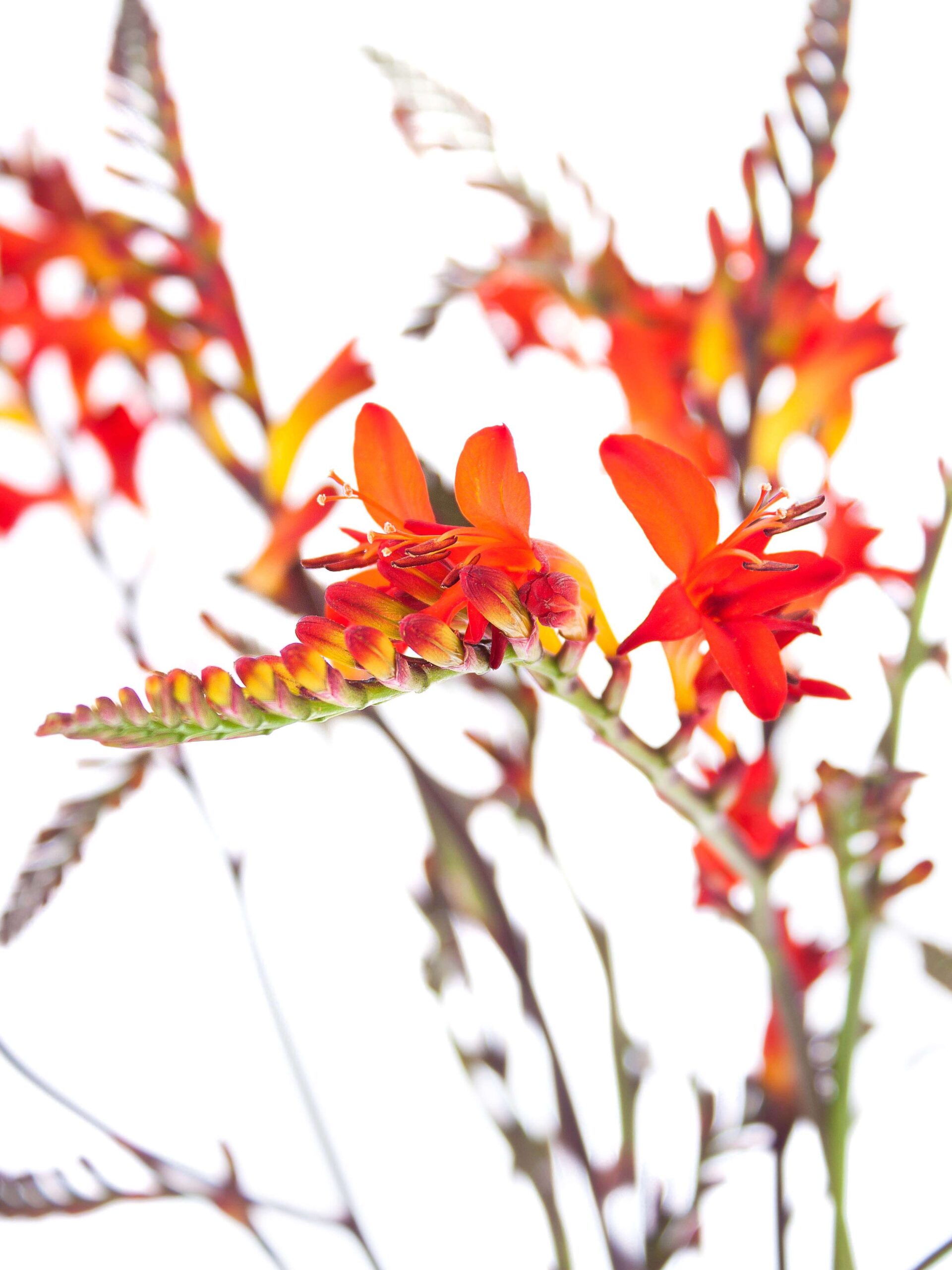 Crocosmia Lucifer - Montbretia orange-rot